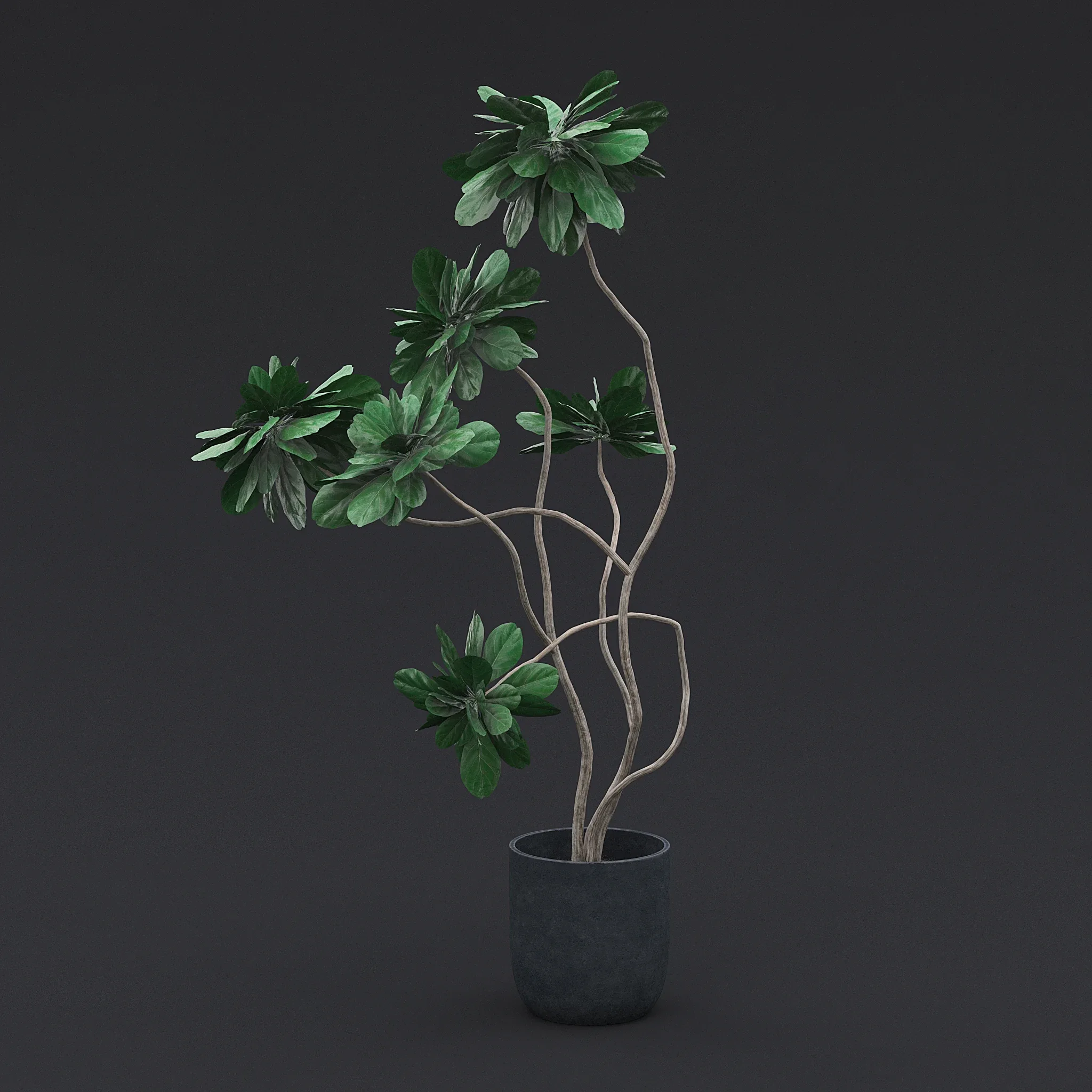 Fiddle Fig Tree I