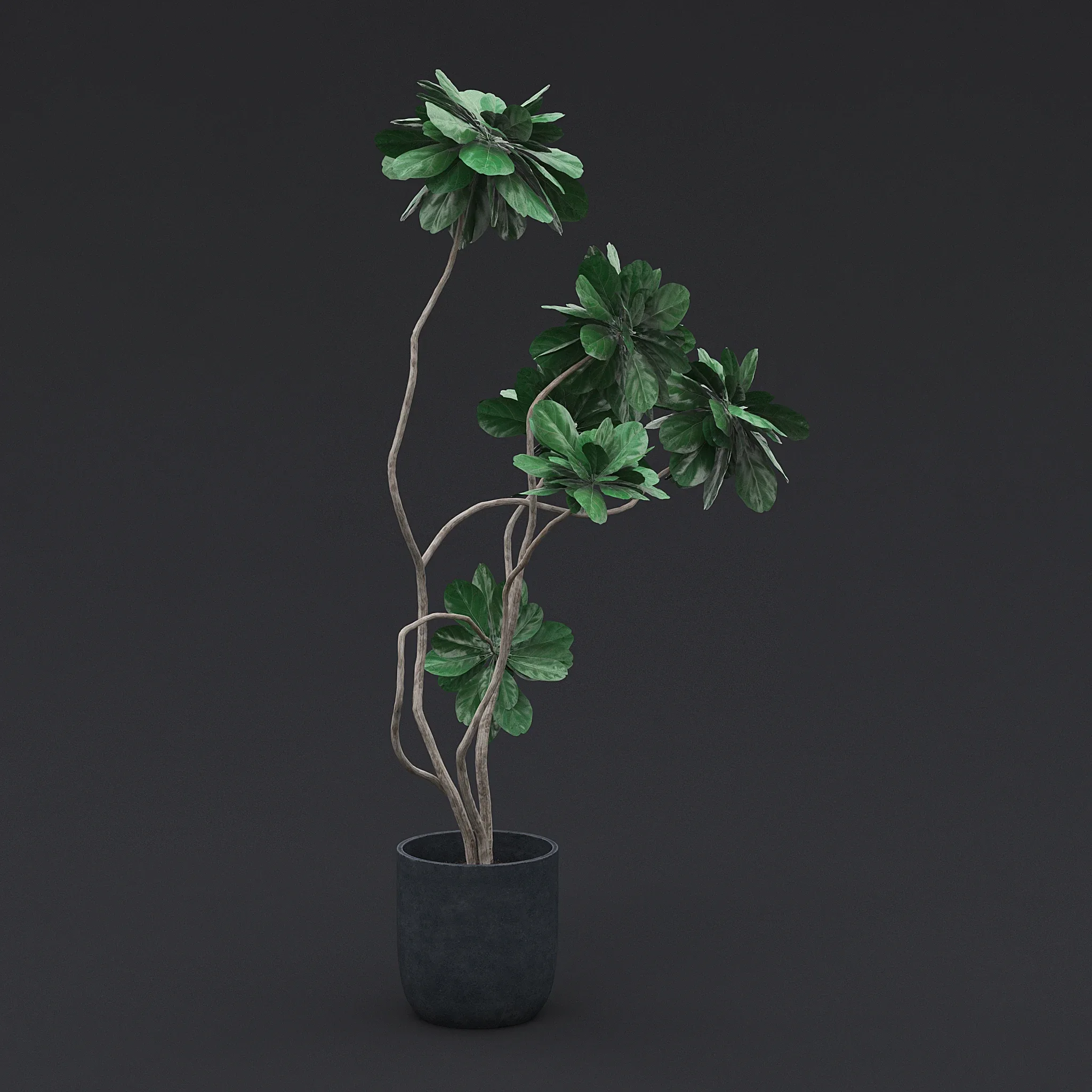 Fiddle Fig Tree I