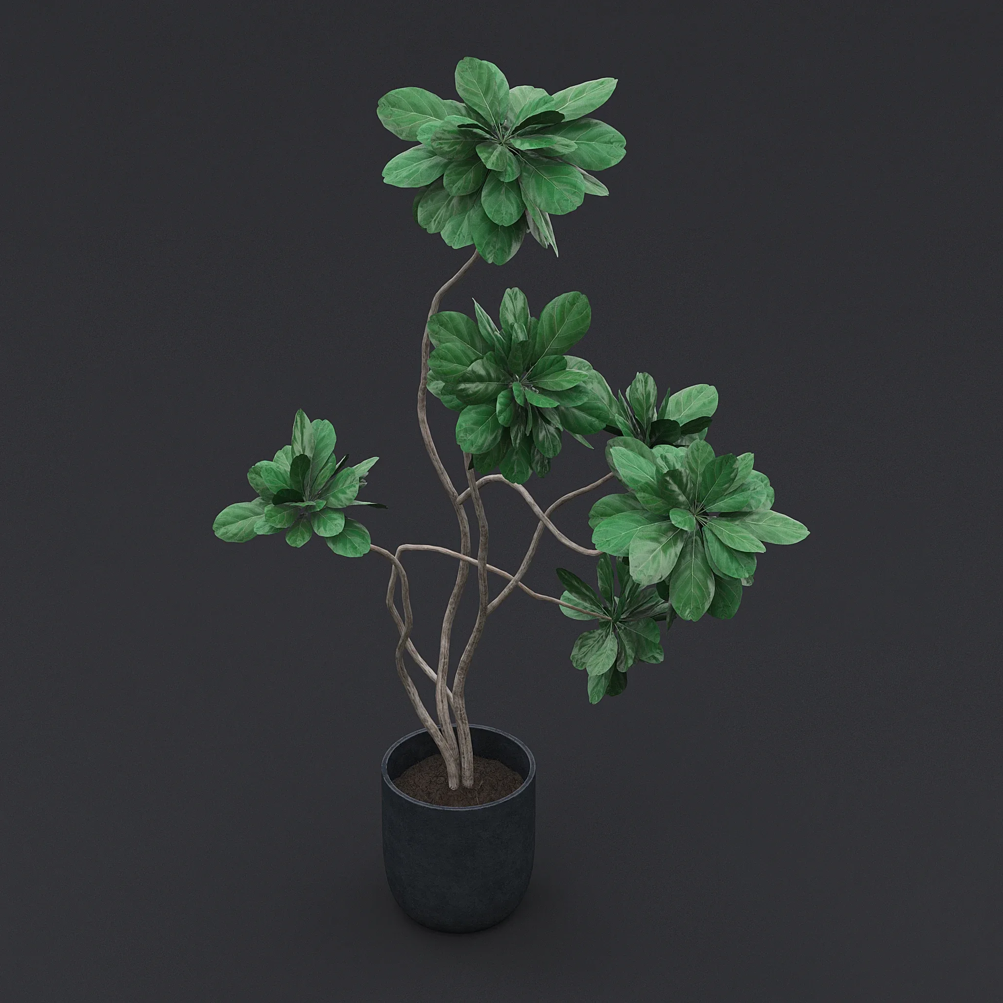 Fiddle Fig Tree I