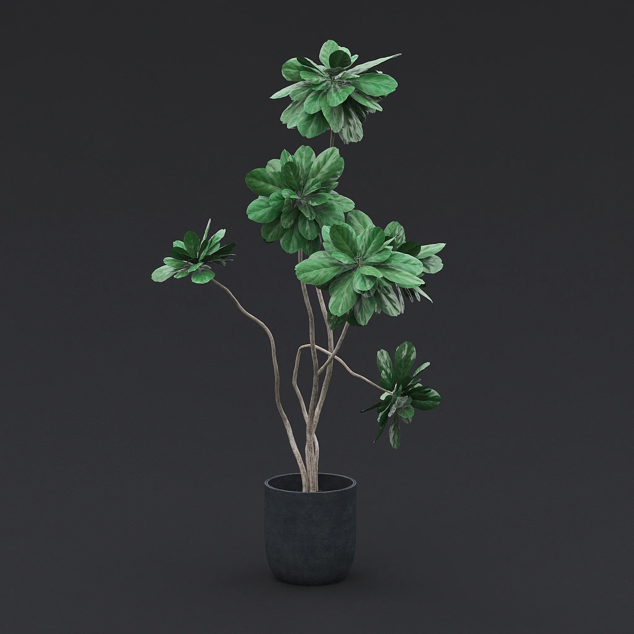 Fiddle Fig Tree I