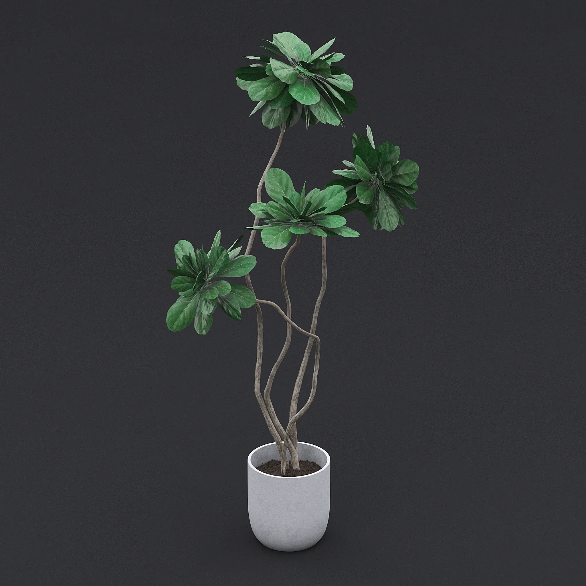 Fiddle Fig Tree II