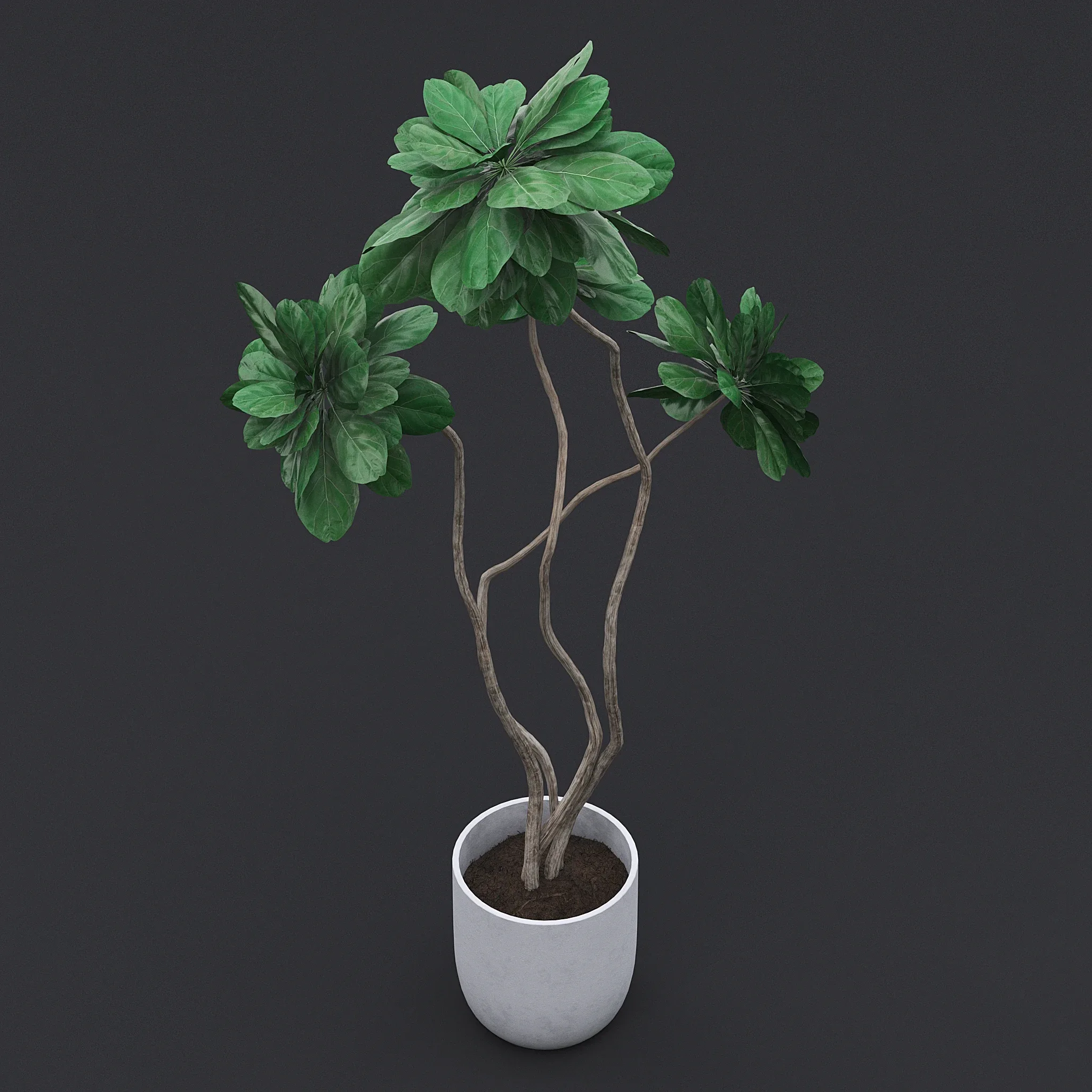 Fiddle Fig Tree II