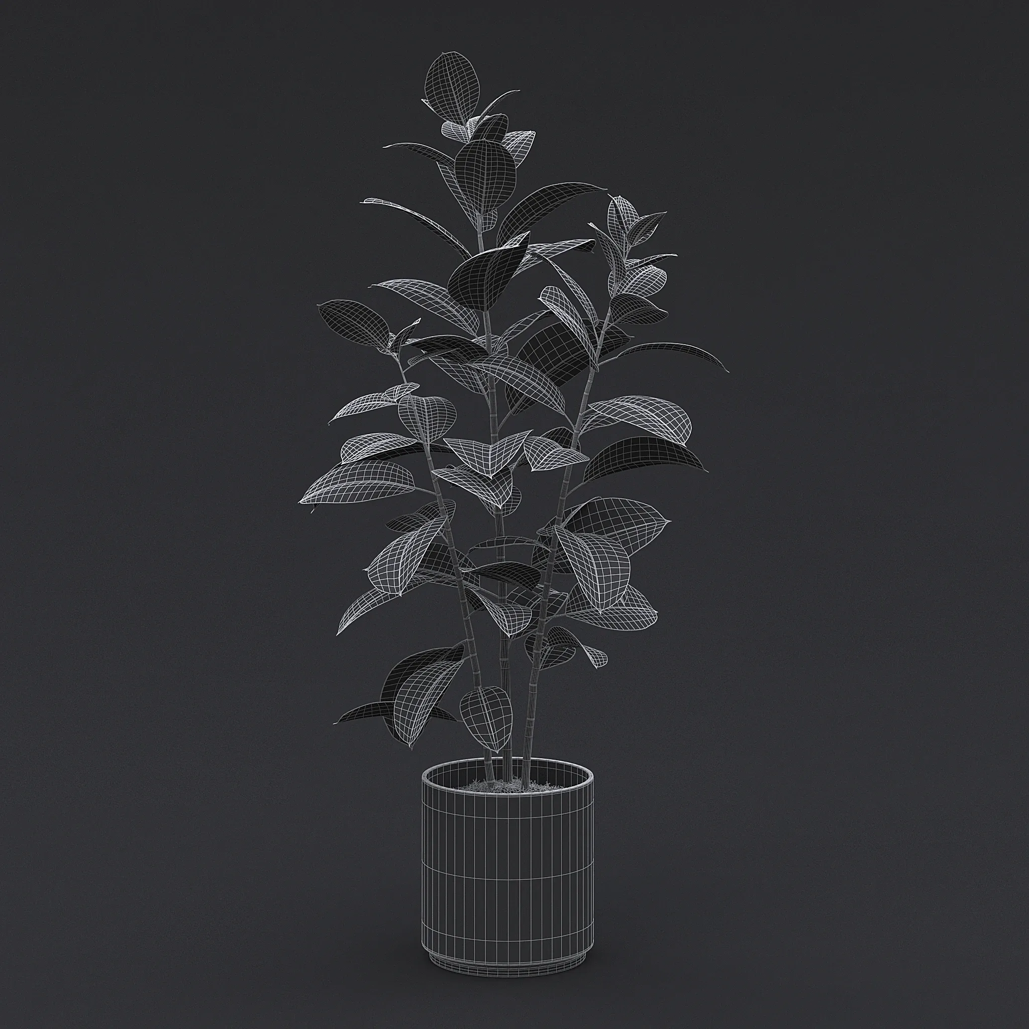 Rubber Plant I