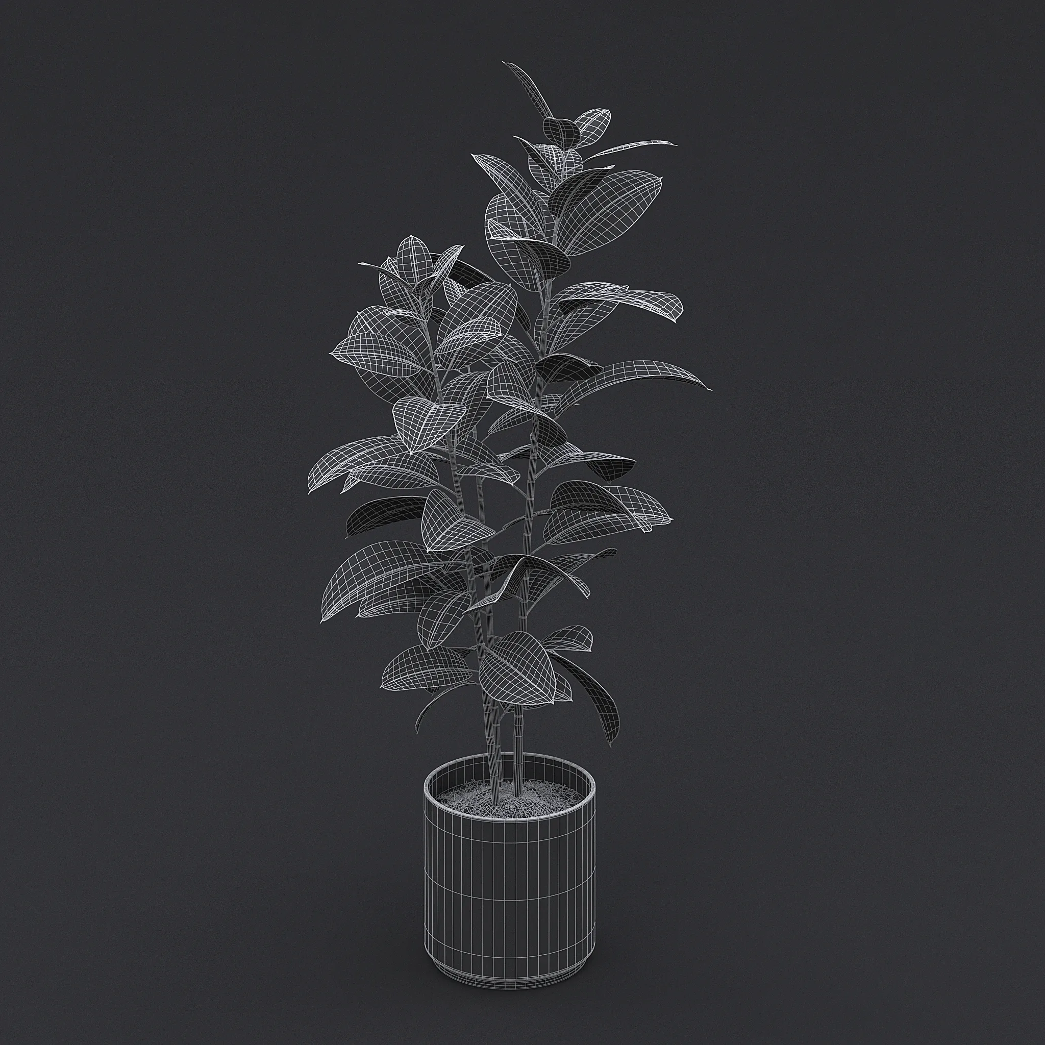 Rubber Plant I