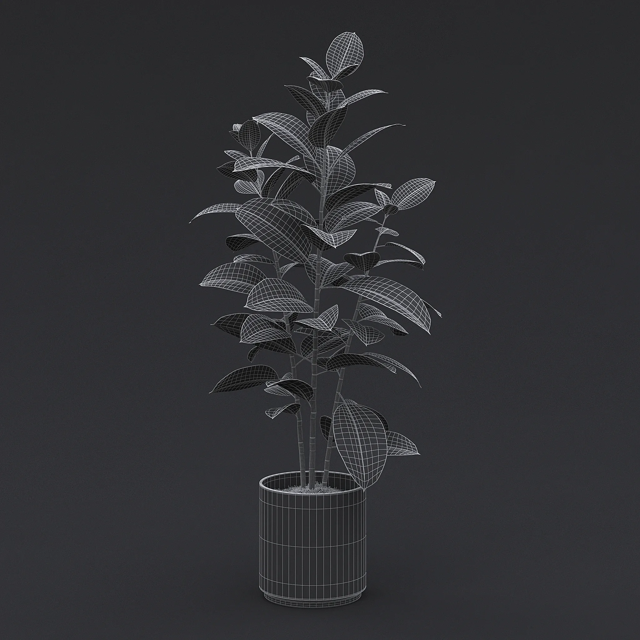 Rubber Plant I