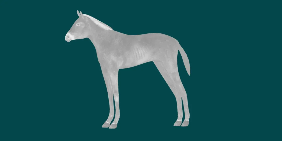 Foal Horse Animal