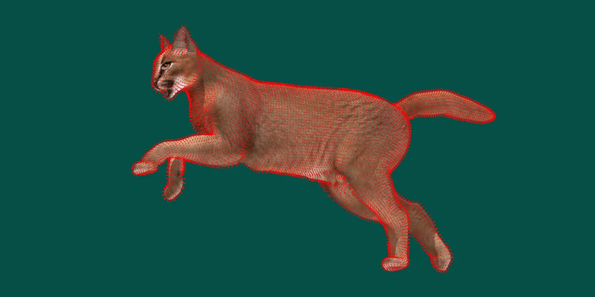 Caracal Cat Animal