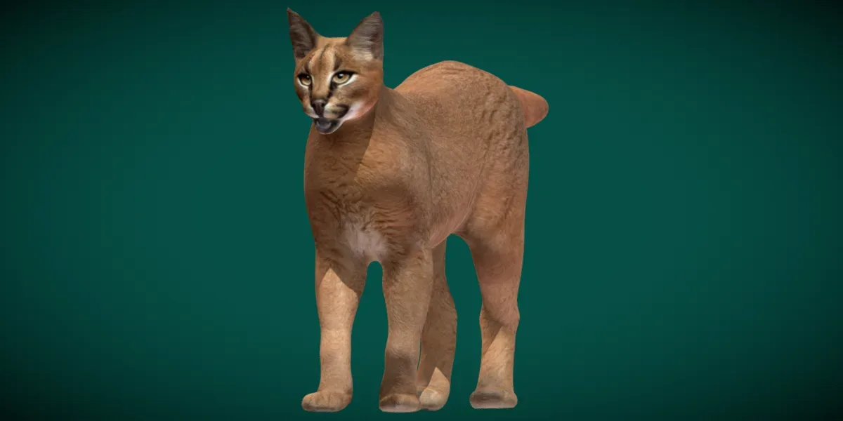 Caracal Cat Animal