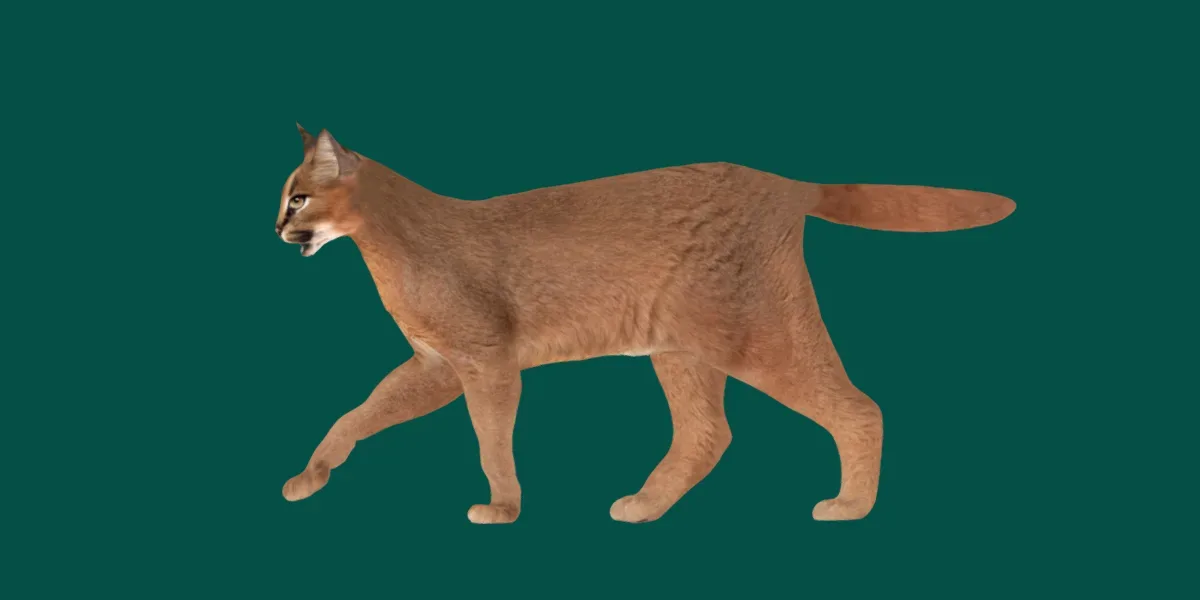 Caracal Cat Animal