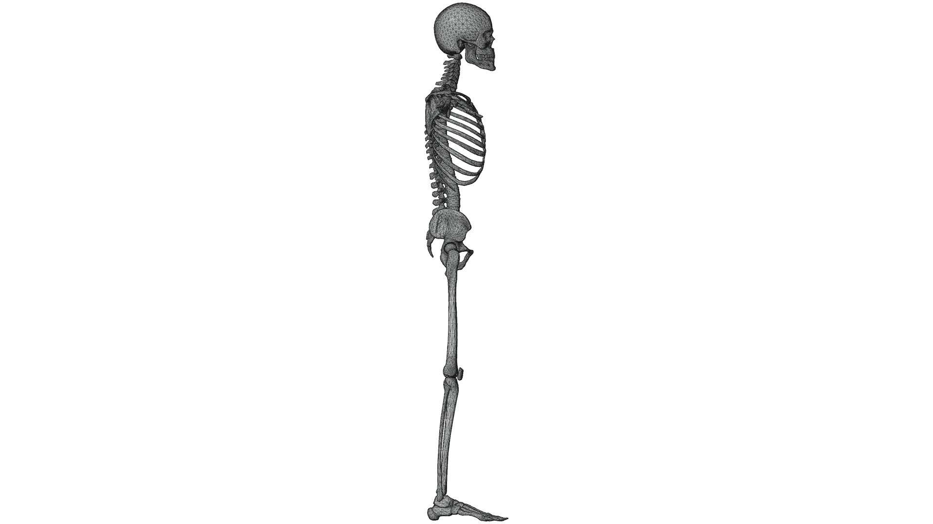Realistic Human Male Skeleton