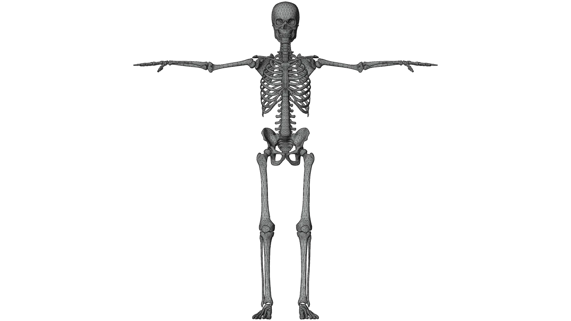 Realistic Human Male Skeleton