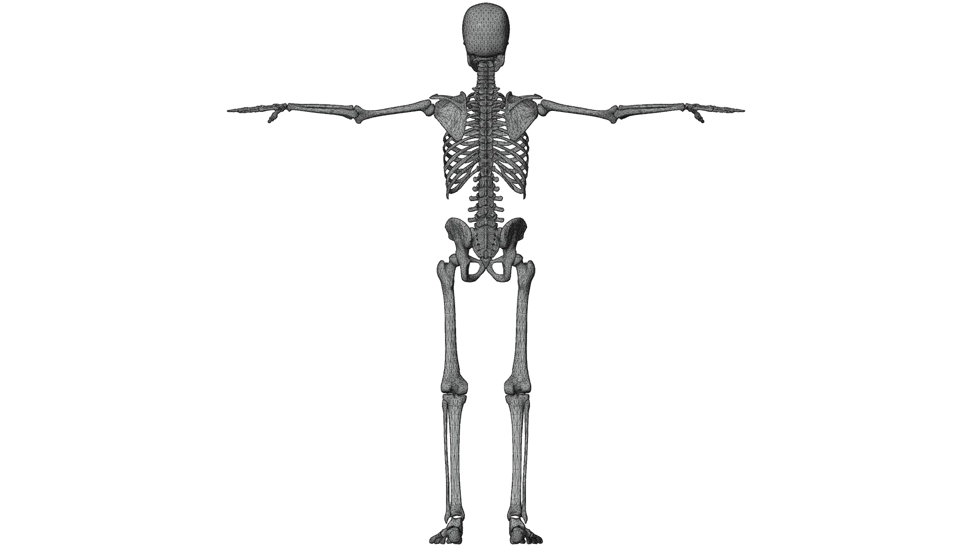 Realistic Human Male Skeleton