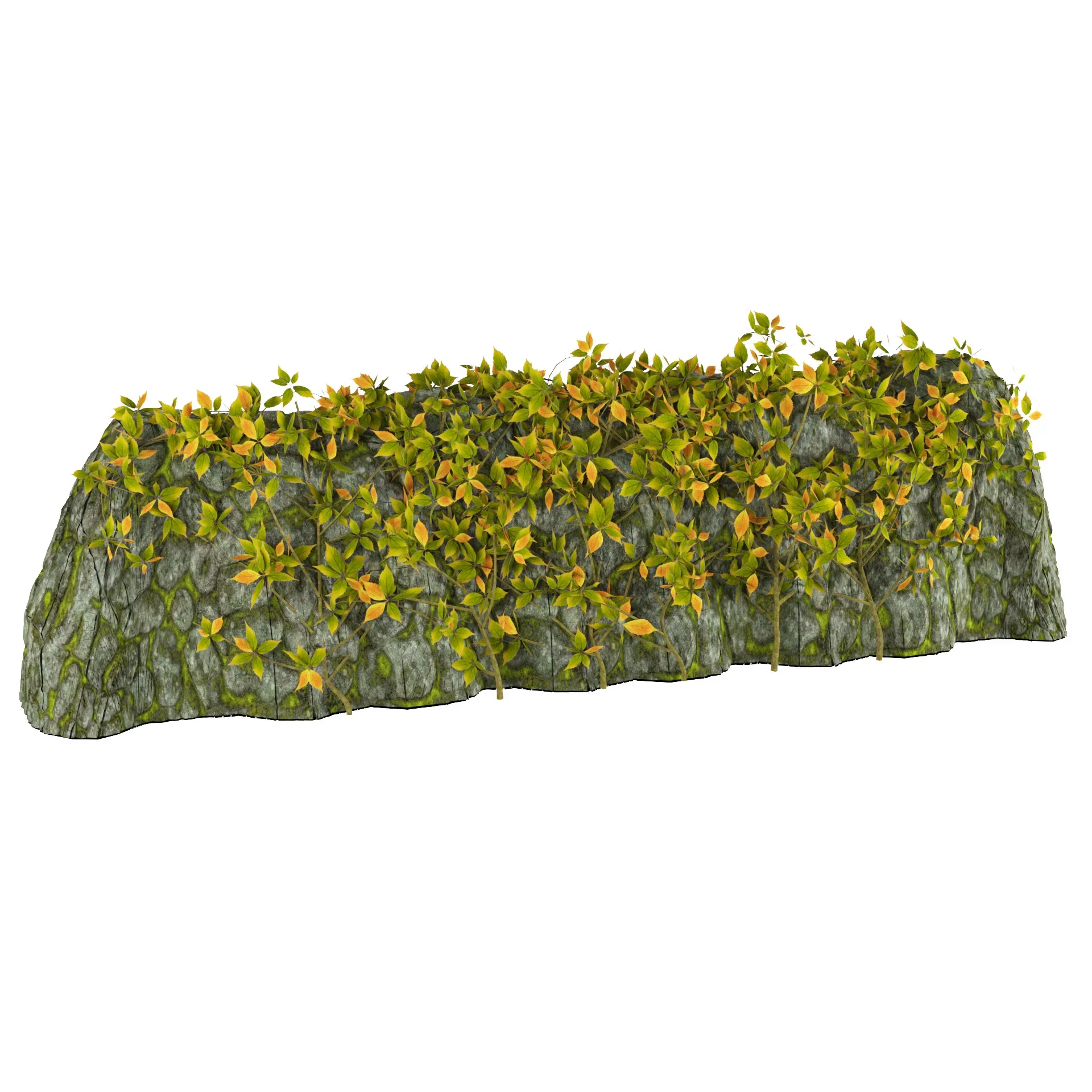 Easy to Use 3D Model of Vine Climber Plant on Ladder and Rock