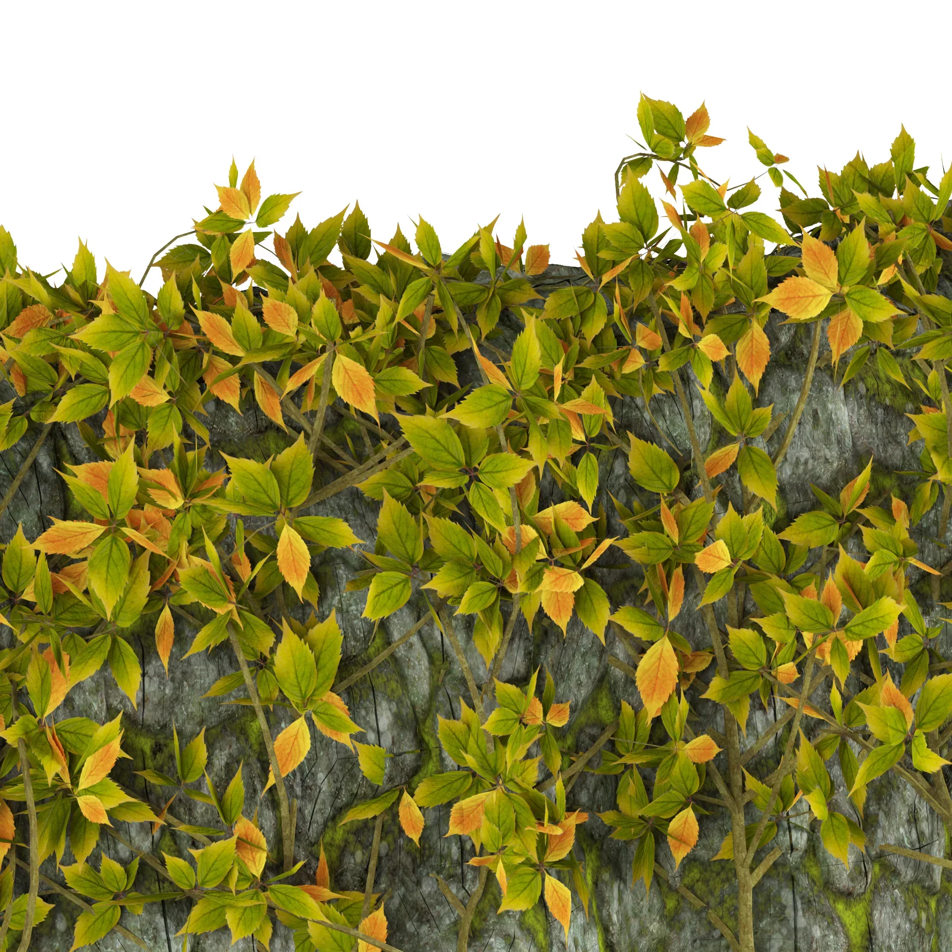 Easy to Use 3D Model of Vine Climber Plant on Ladder and Rock