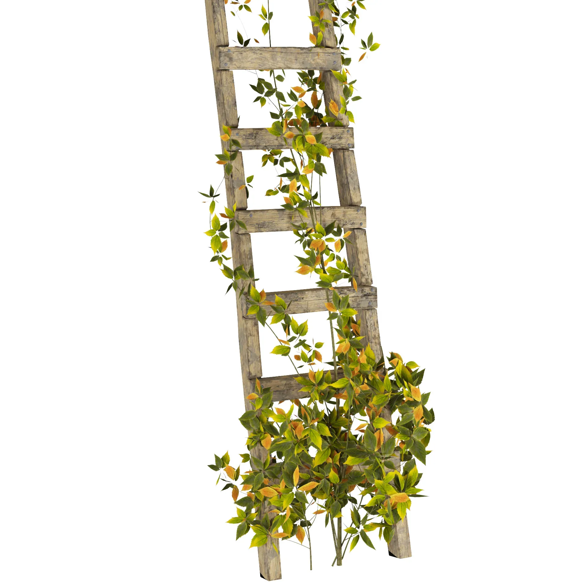 Easy to Use 3D Model of Vine Climber Plant on Ladder and Rock