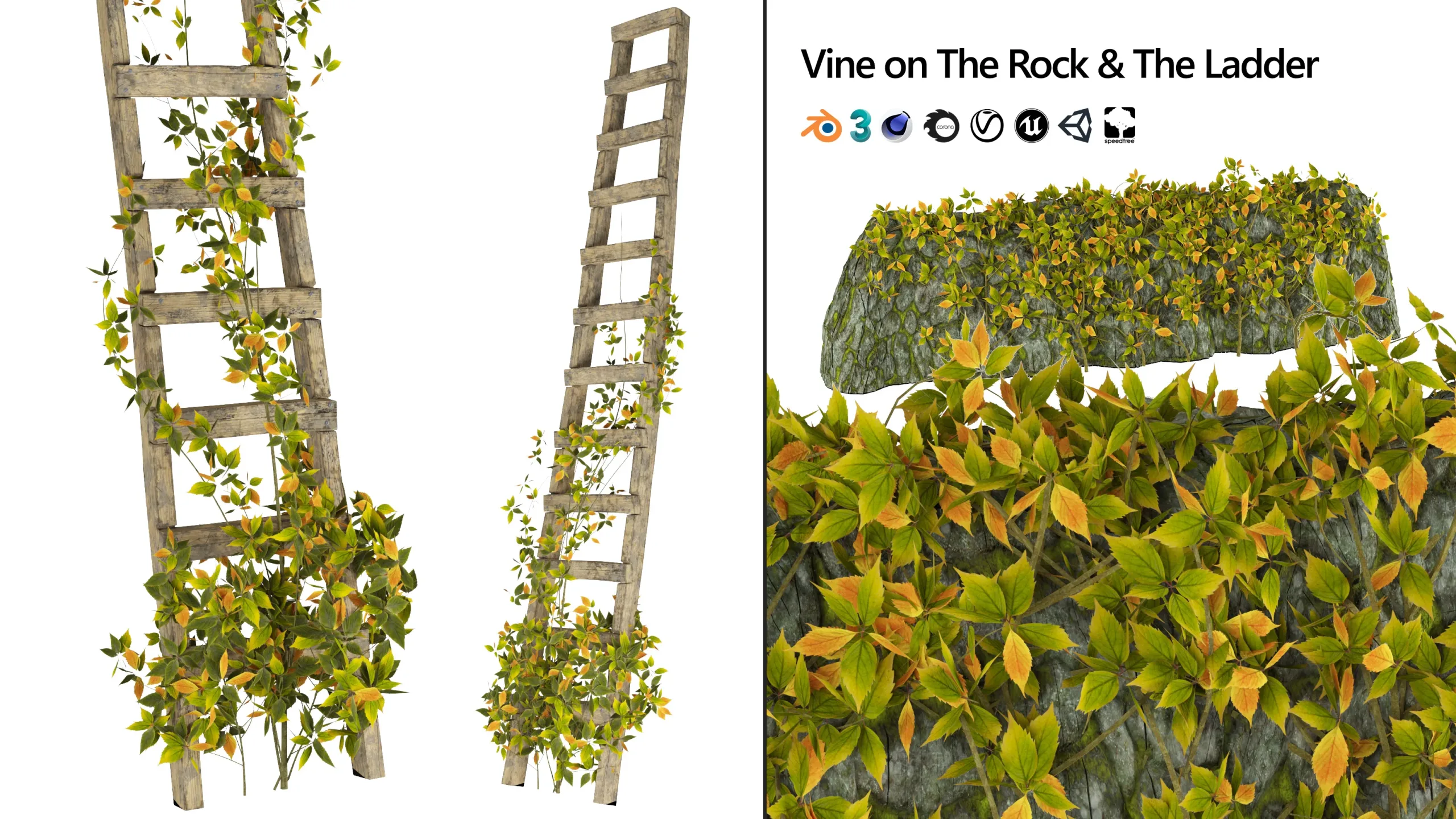 Easy to Use 3D Model of Vine Climber Plant on Ladder and Rock