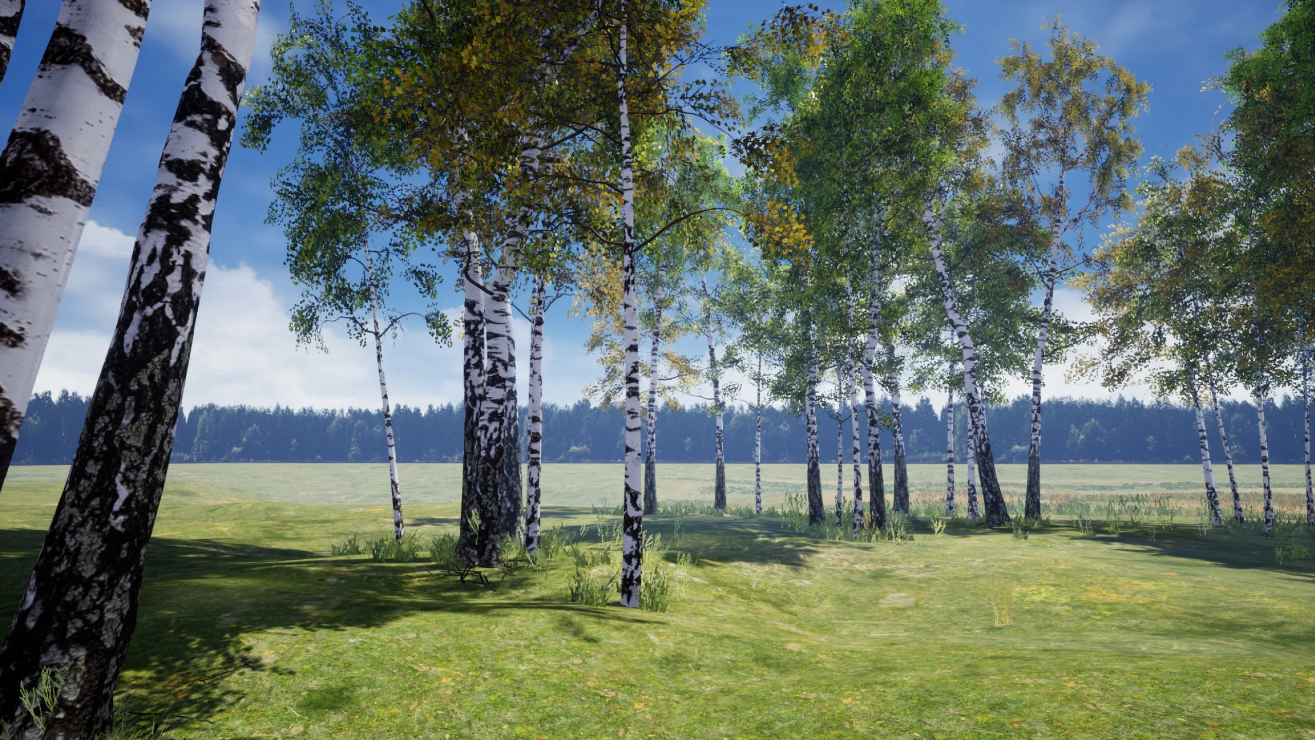 Birch Tree Grove - low poly