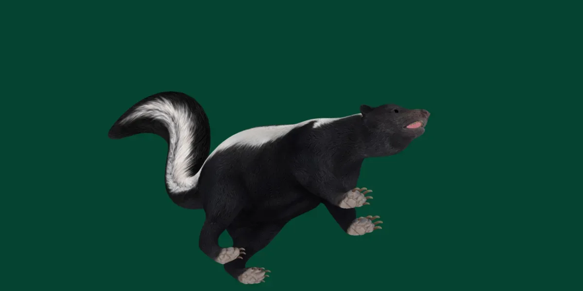 Skunk Mammal Animal