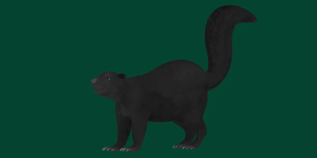 Skunk Mammal Animal