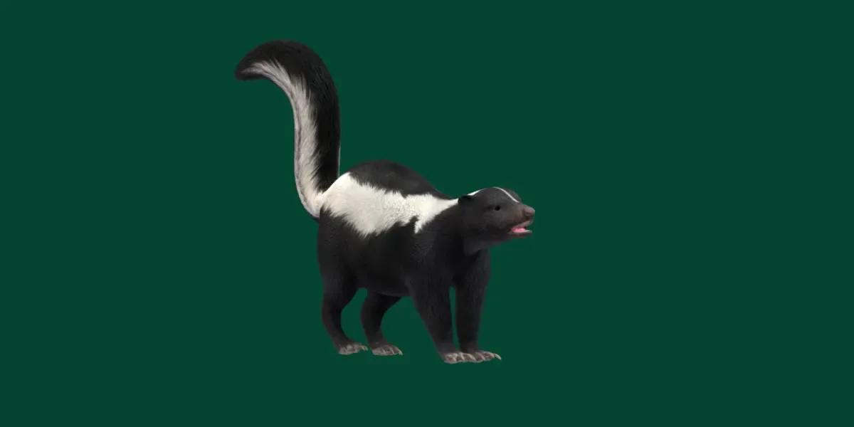 Skunk Mammal Animal