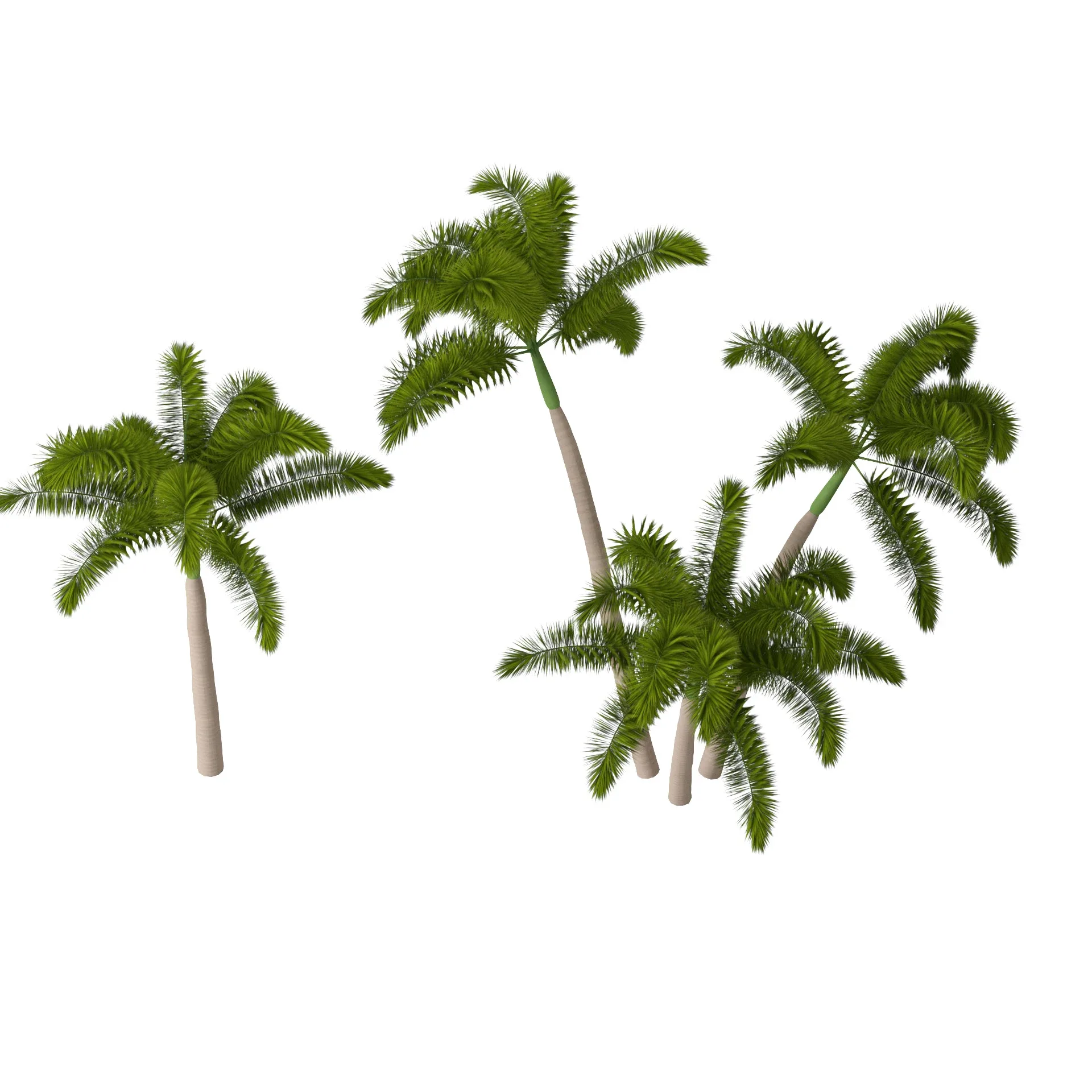 Foxtail Palm Tree 3D Model