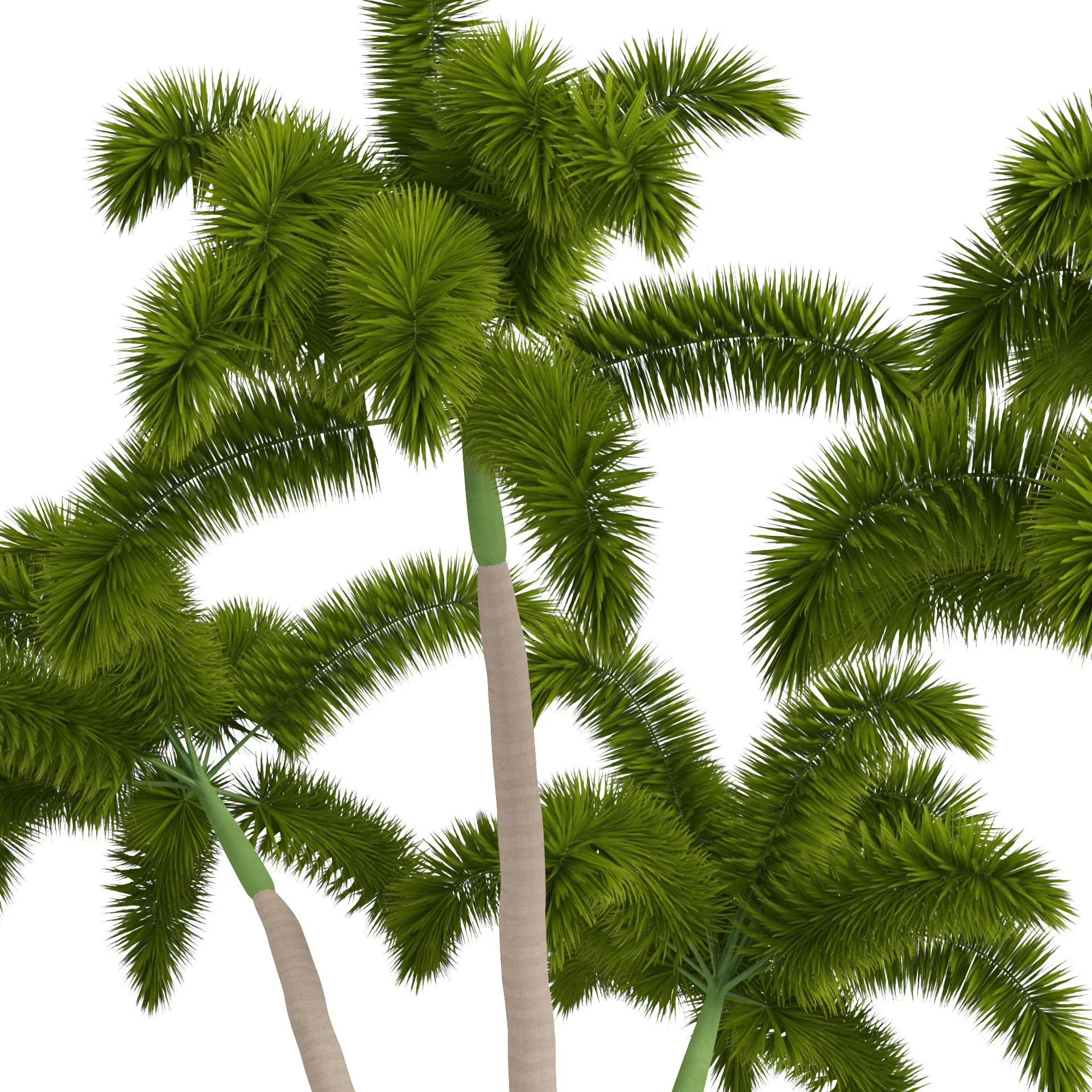 Foxtail Palm Tree 3D Model