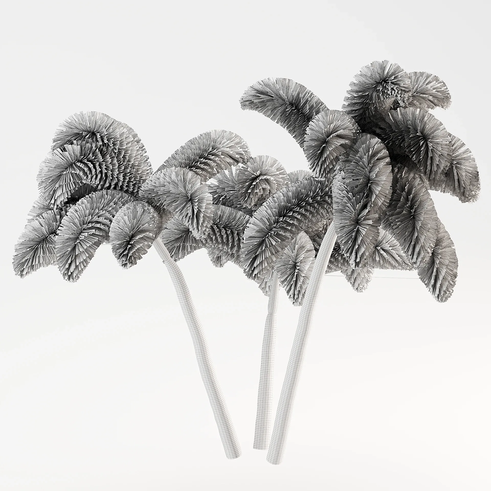 Foxtail Palm Tree 3D Model