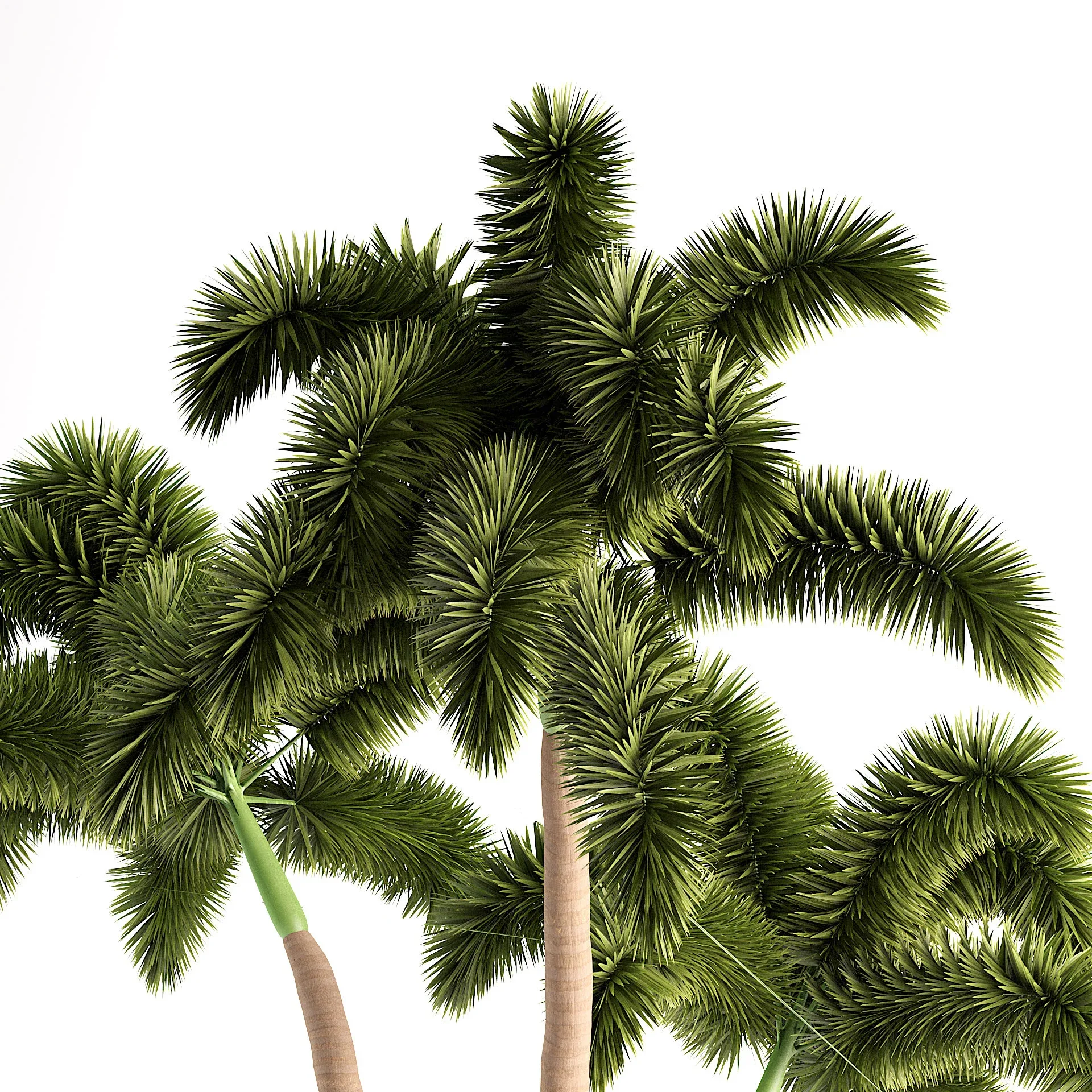 Foxtail Palm Tree 3D Model