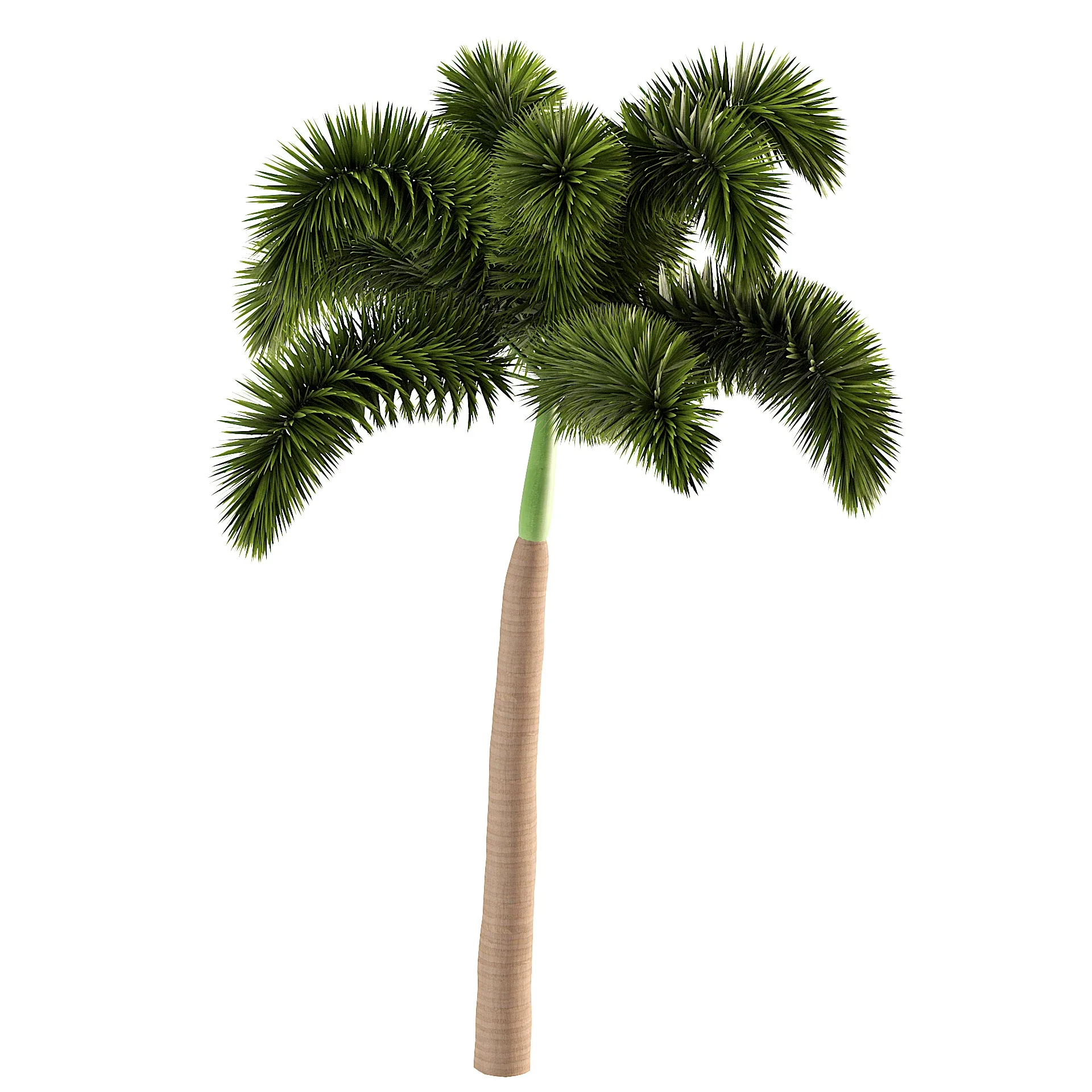 Foxtail Palm Tree 3D Model