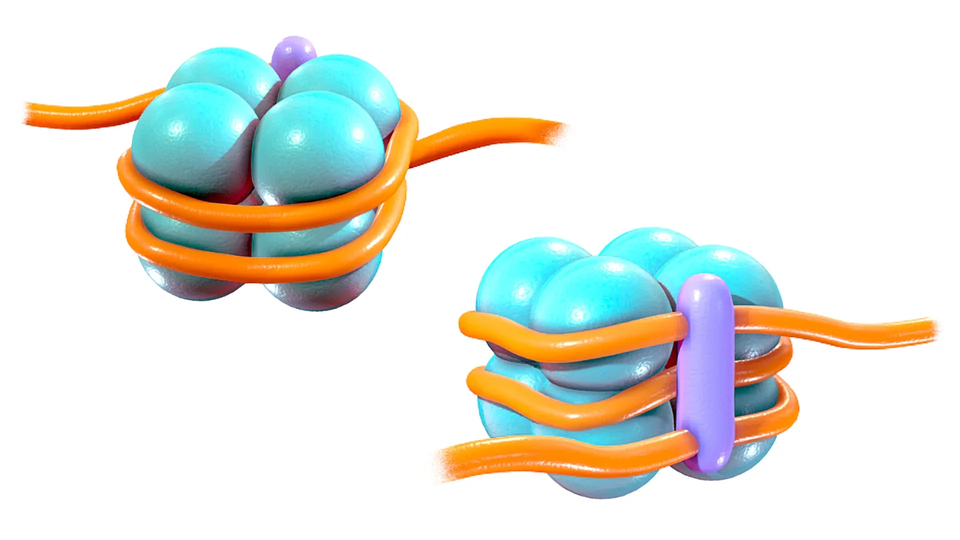 Histone Structure