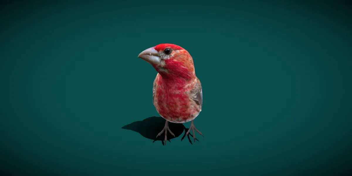 Finches Bird Animals