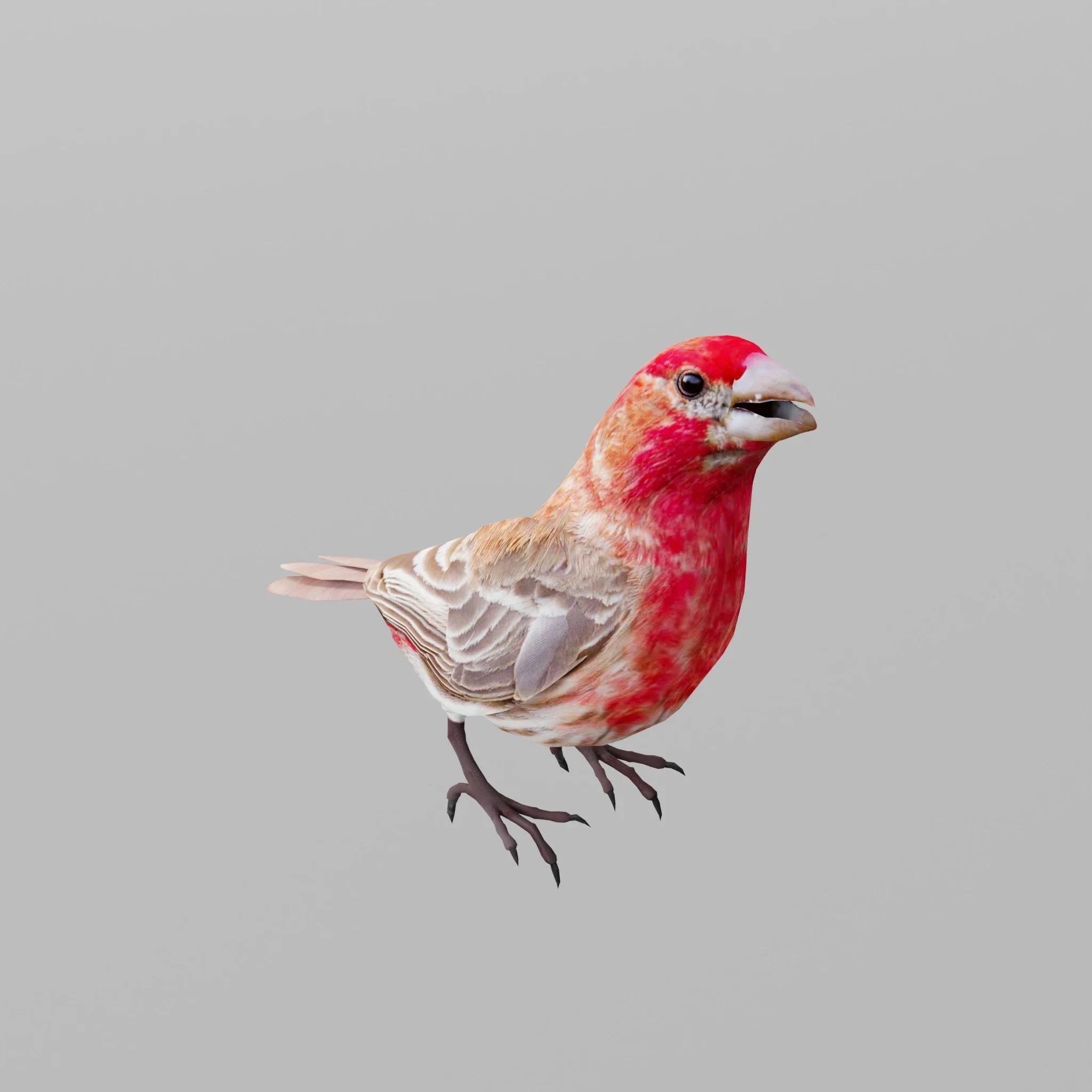 Finches Bird Animals