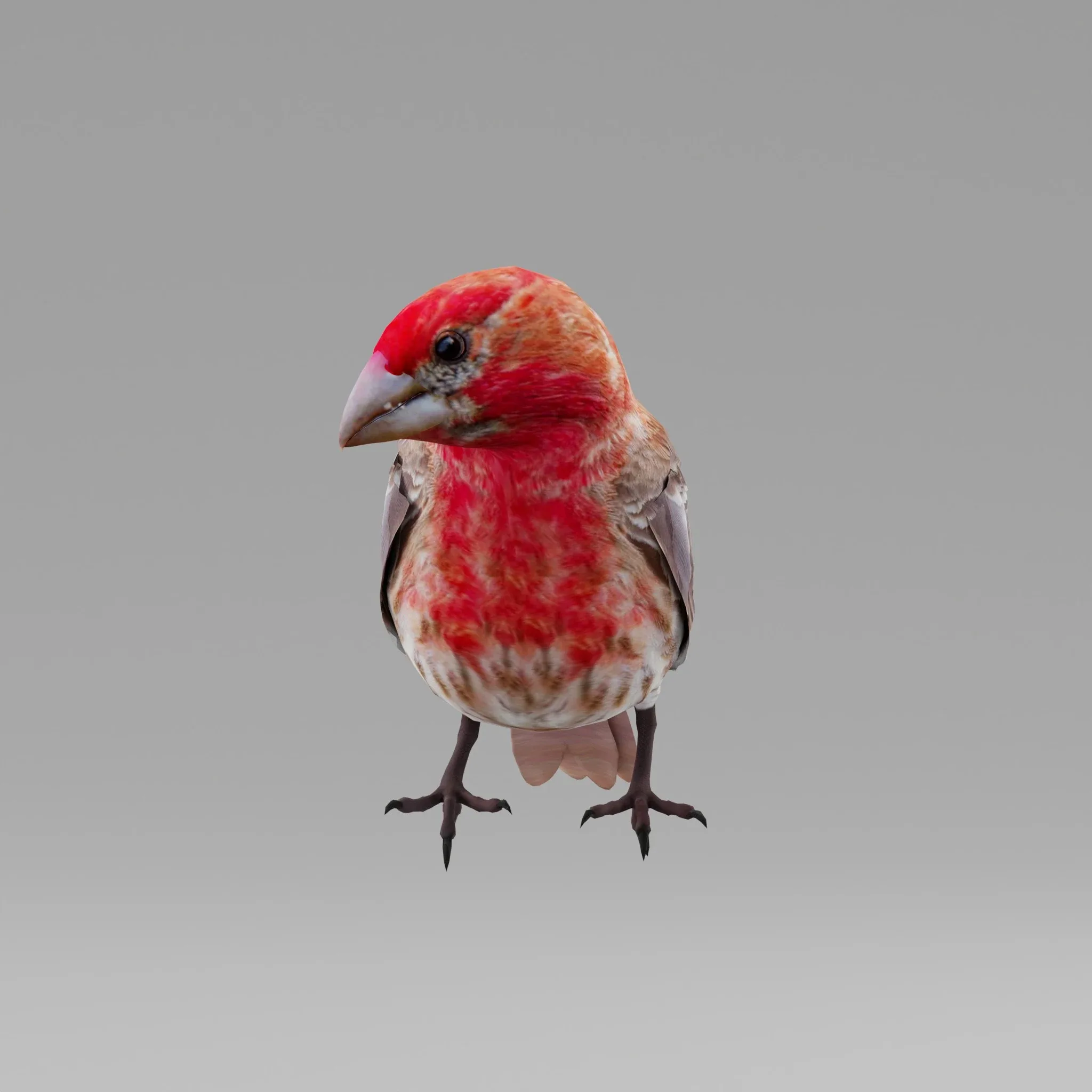 Finches Bird Animals