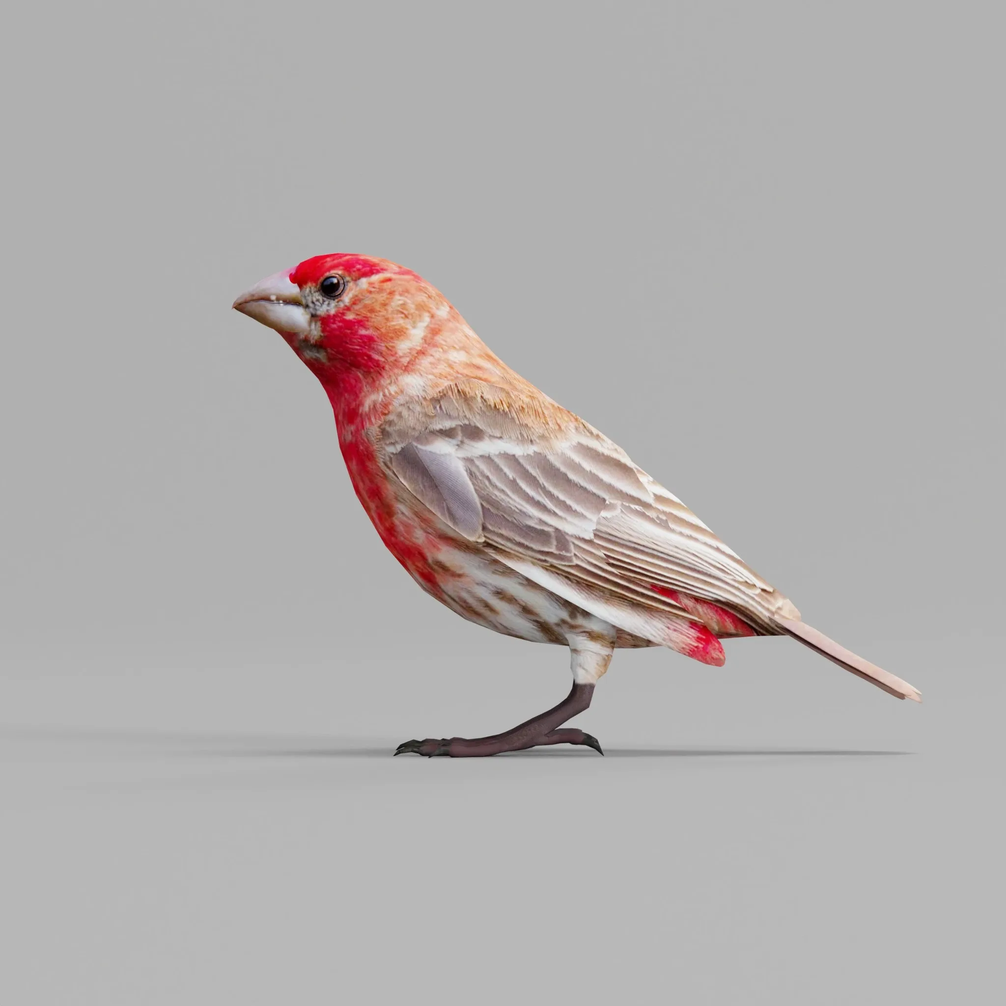 Finches Bird Animals