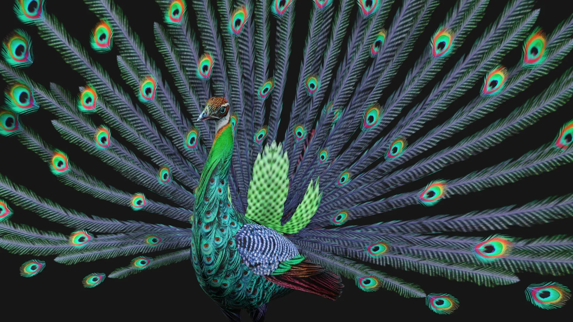 Peacock_A3