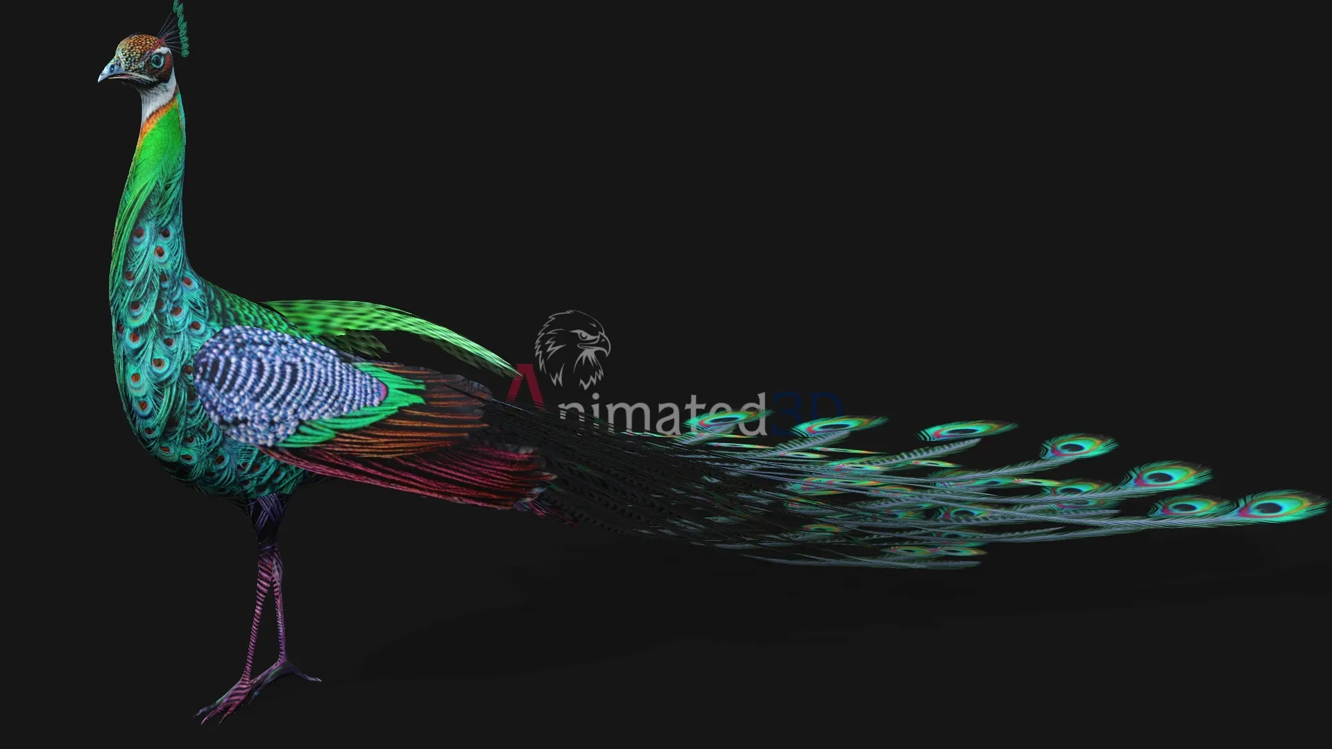 Peacock_A3