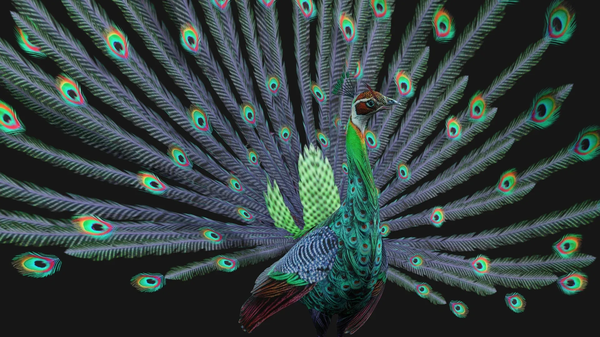 Peacock_A3