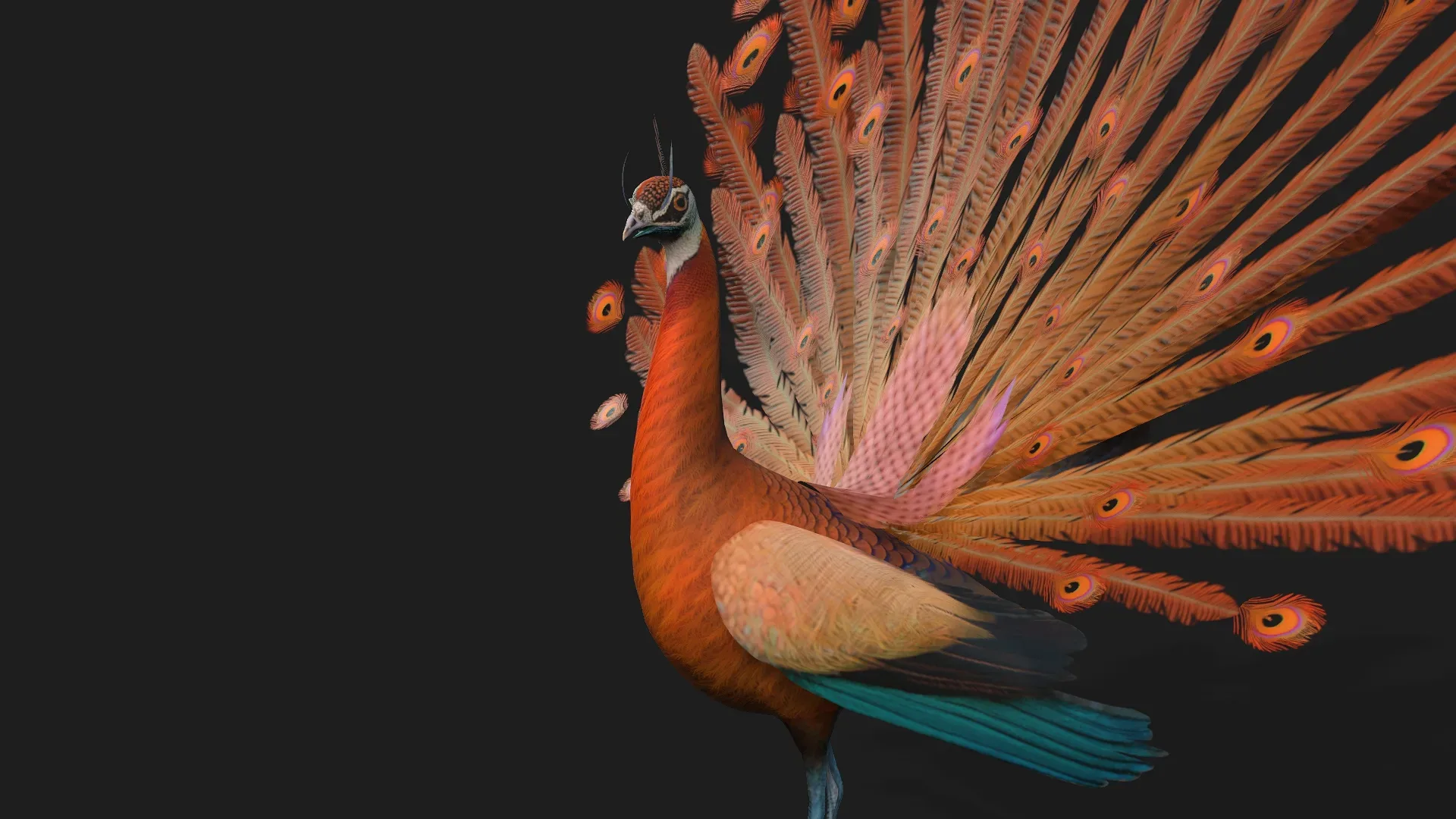 Peacock_A4