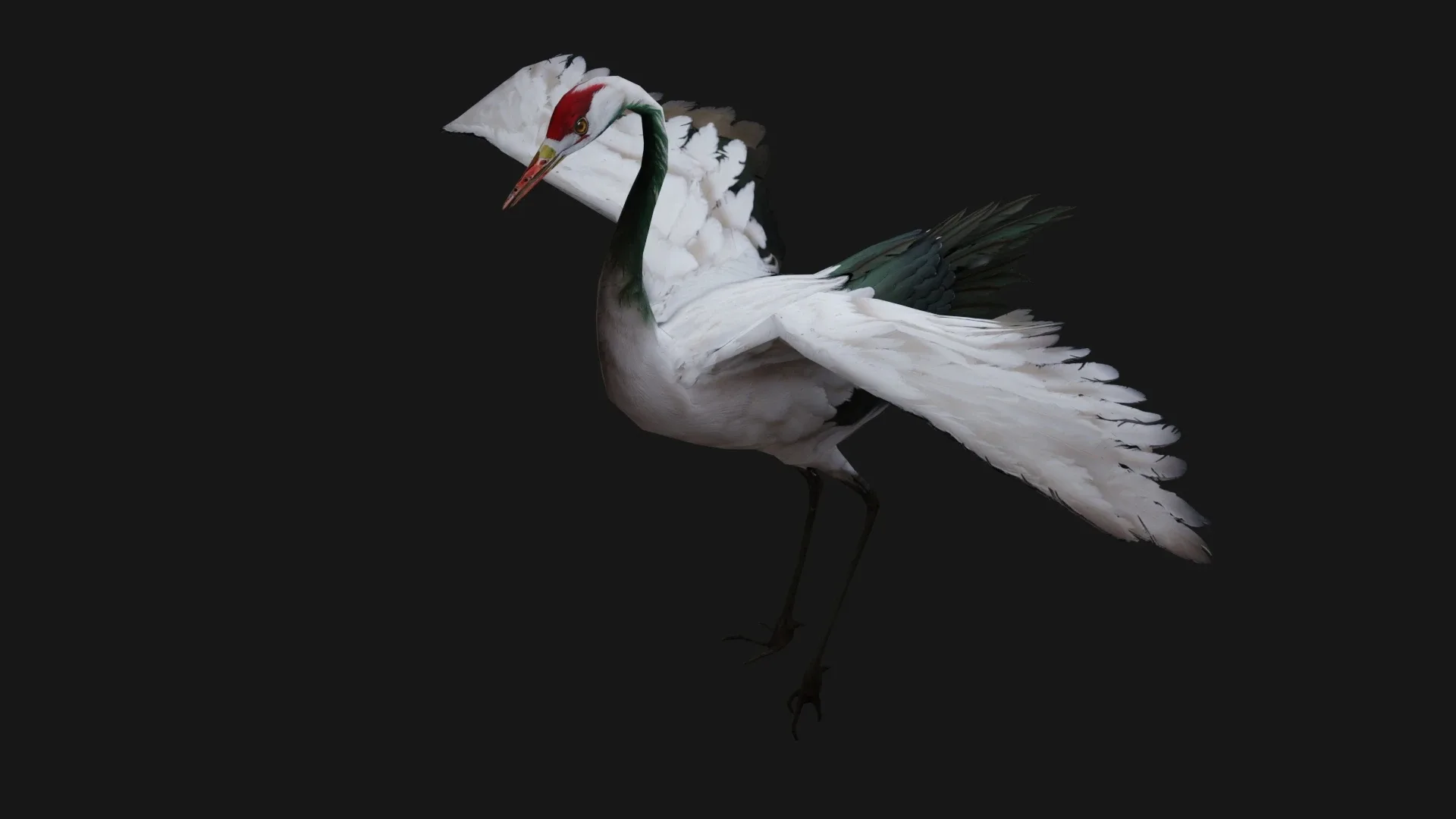 Crane Bird_A1