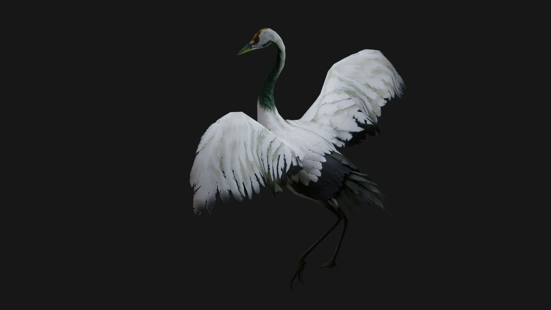 Crane Bird_A2