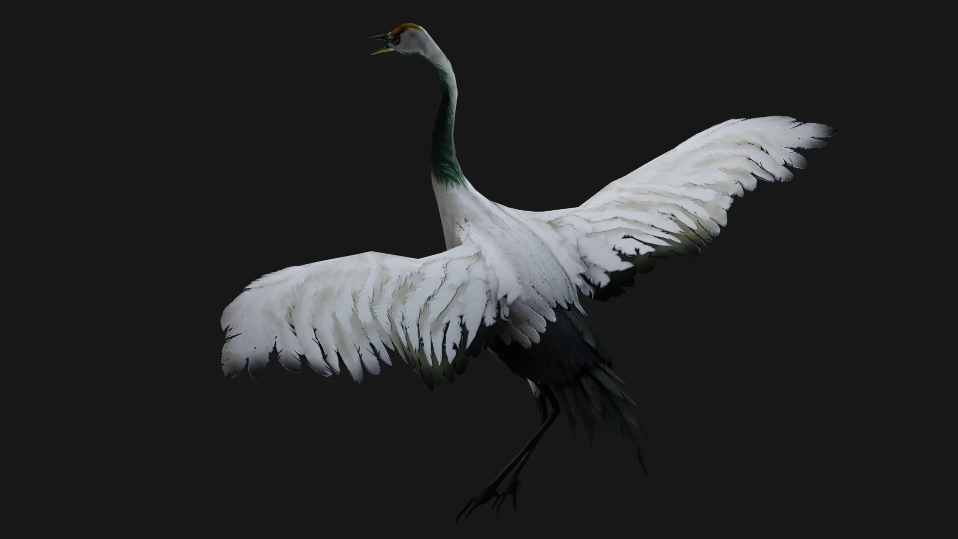 Crane Bird_A2