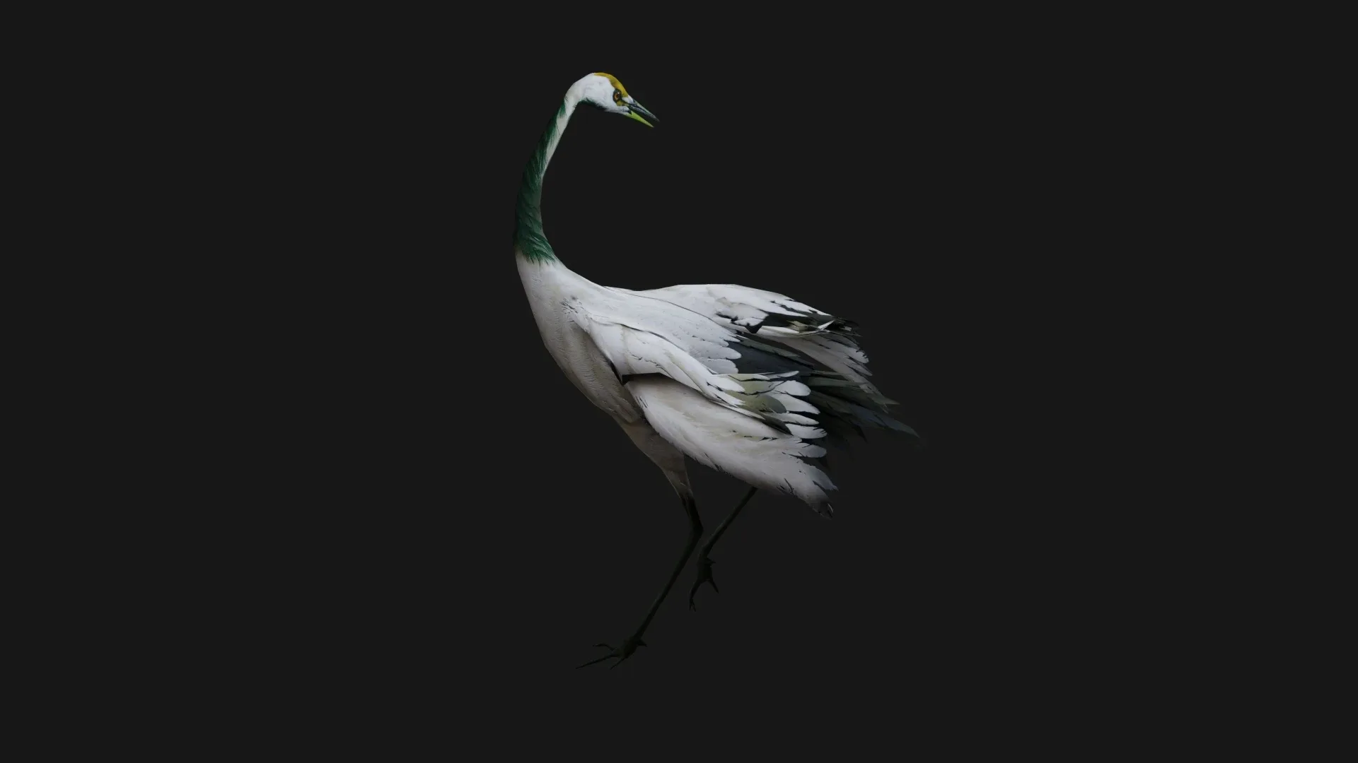 Crane Bird_A2