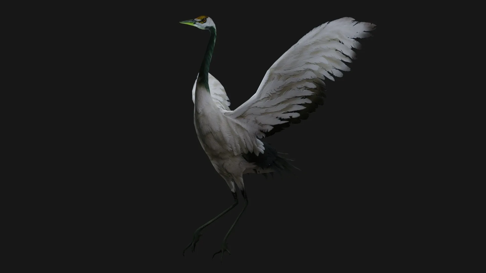 Crane Bird_A2