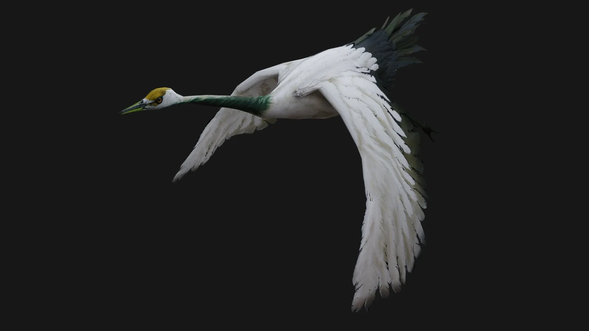 Crane Bird_A2