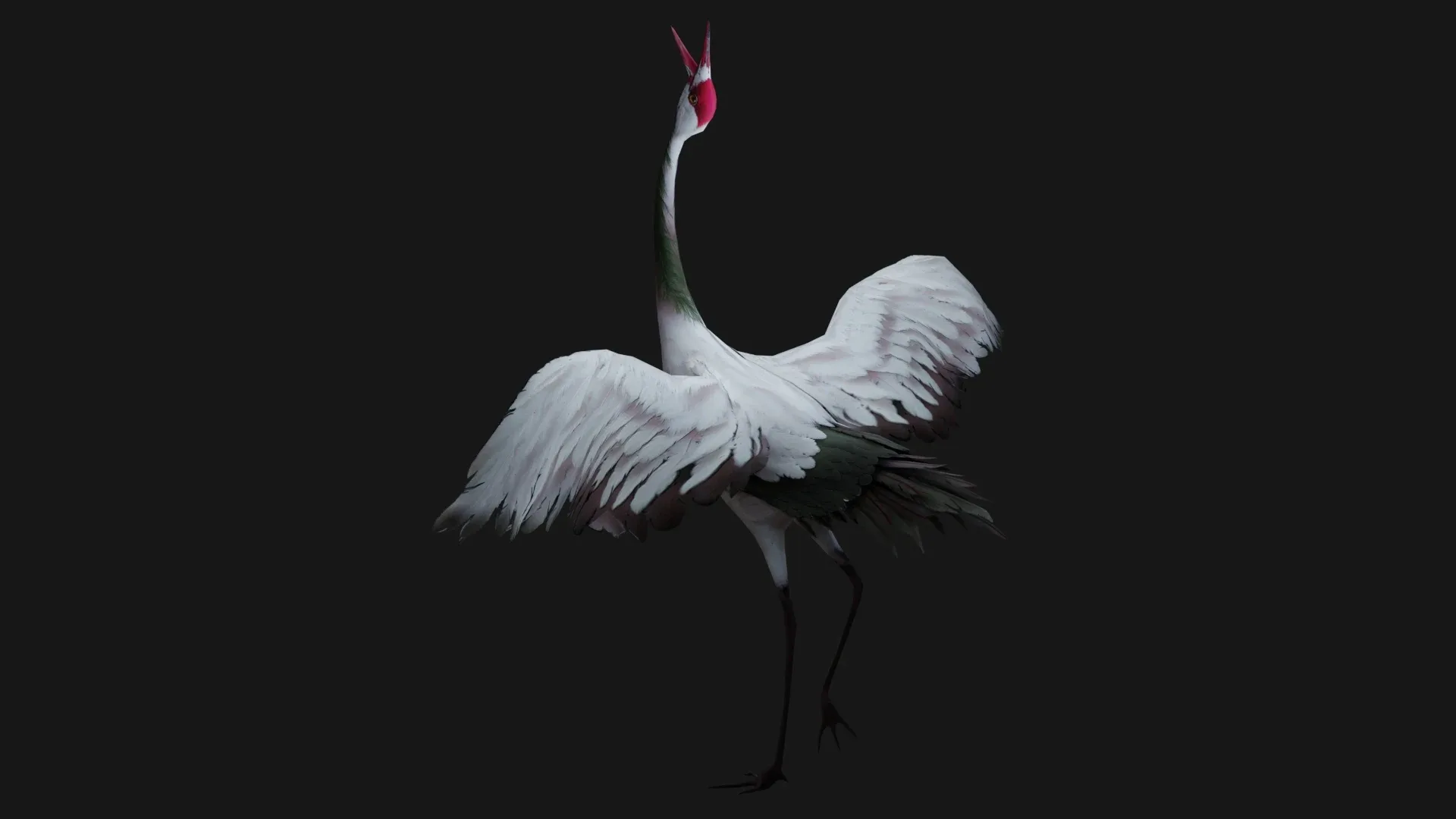 Crane Bird_A3