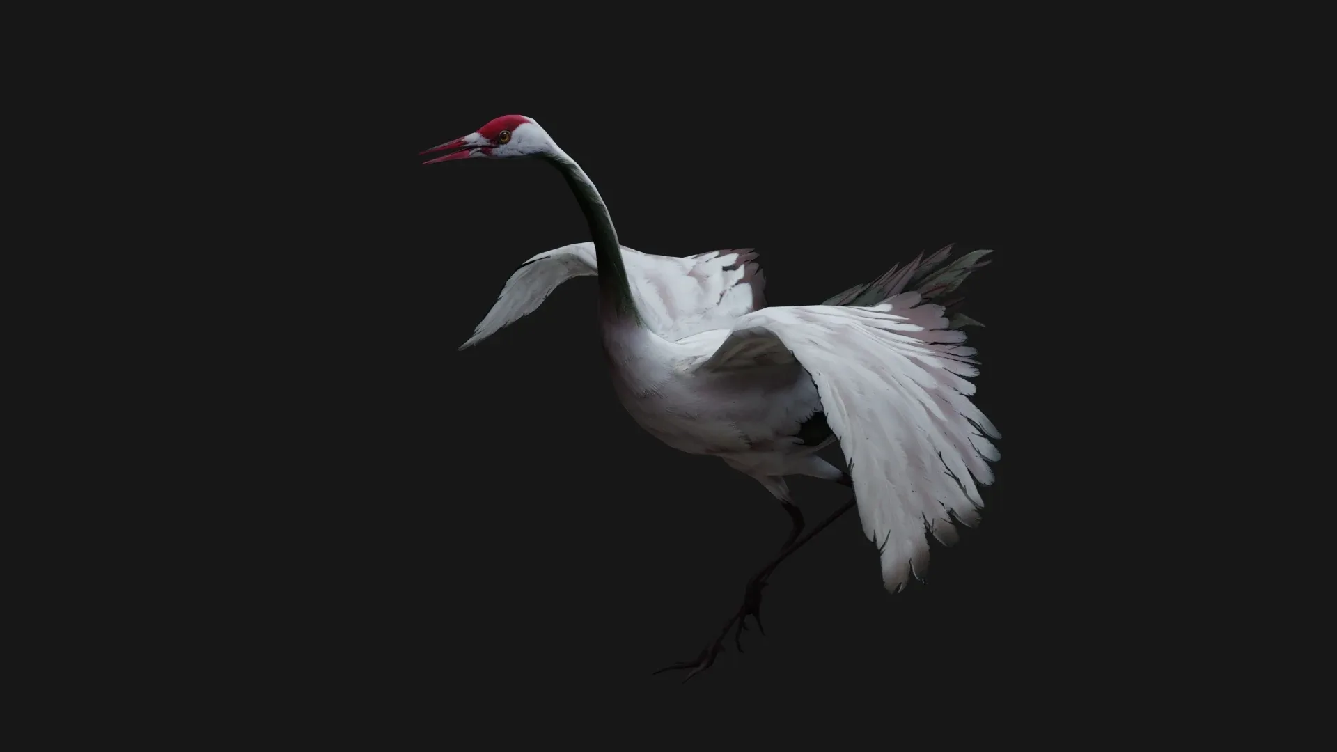 Crane Bird_A3