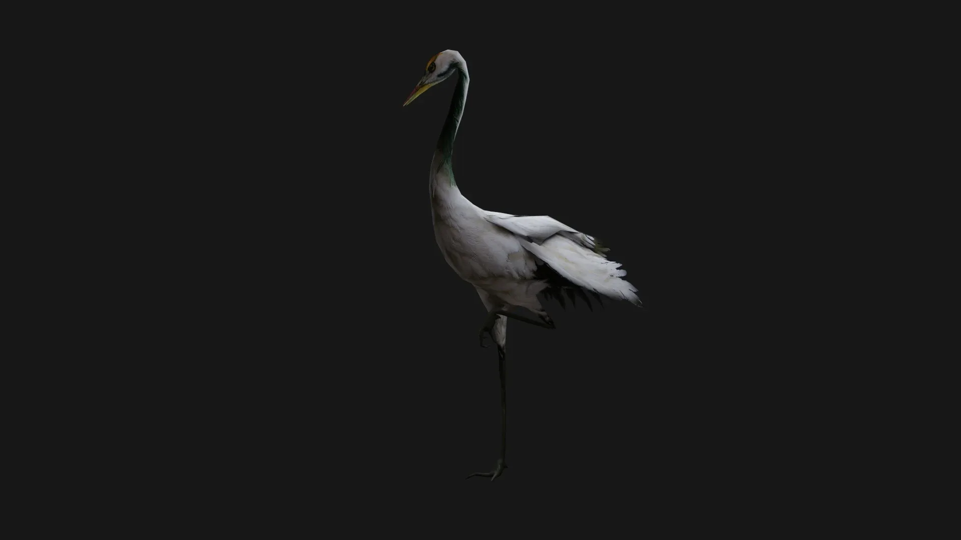 Crane Bird_A4