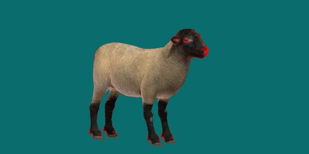 Suffolk Sheep Animal