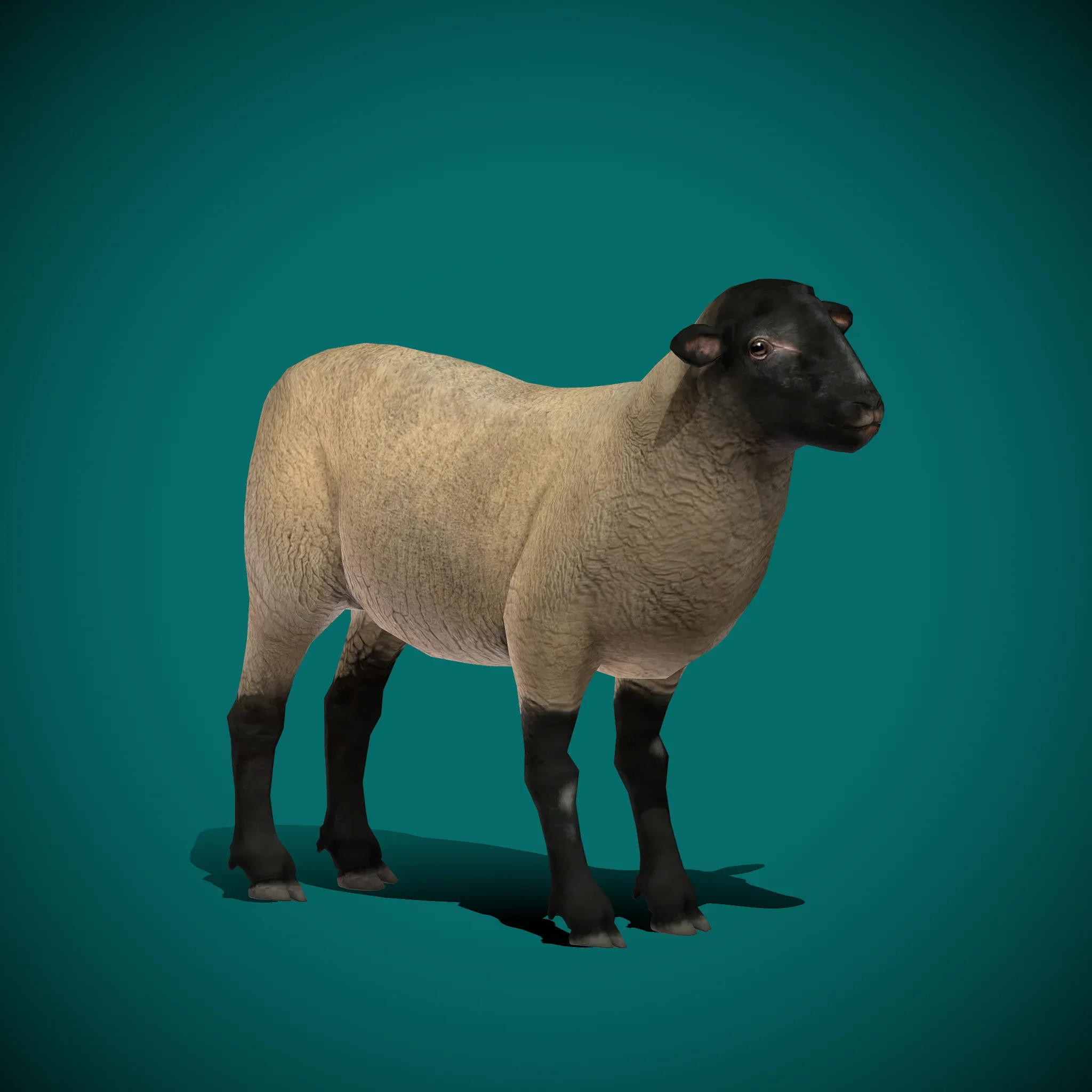 Suffolk Sheep Animal