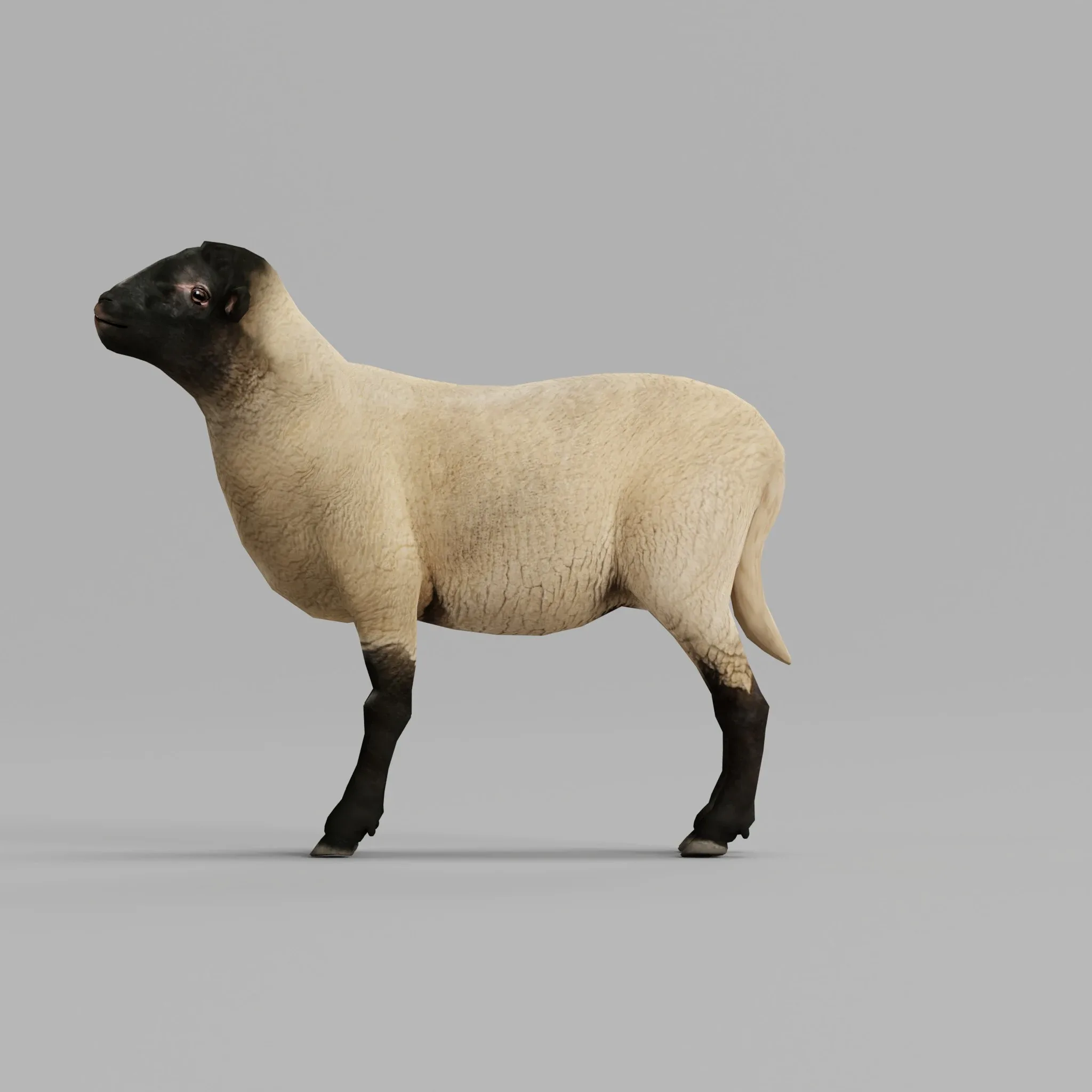 Suffolk Sheep Animal